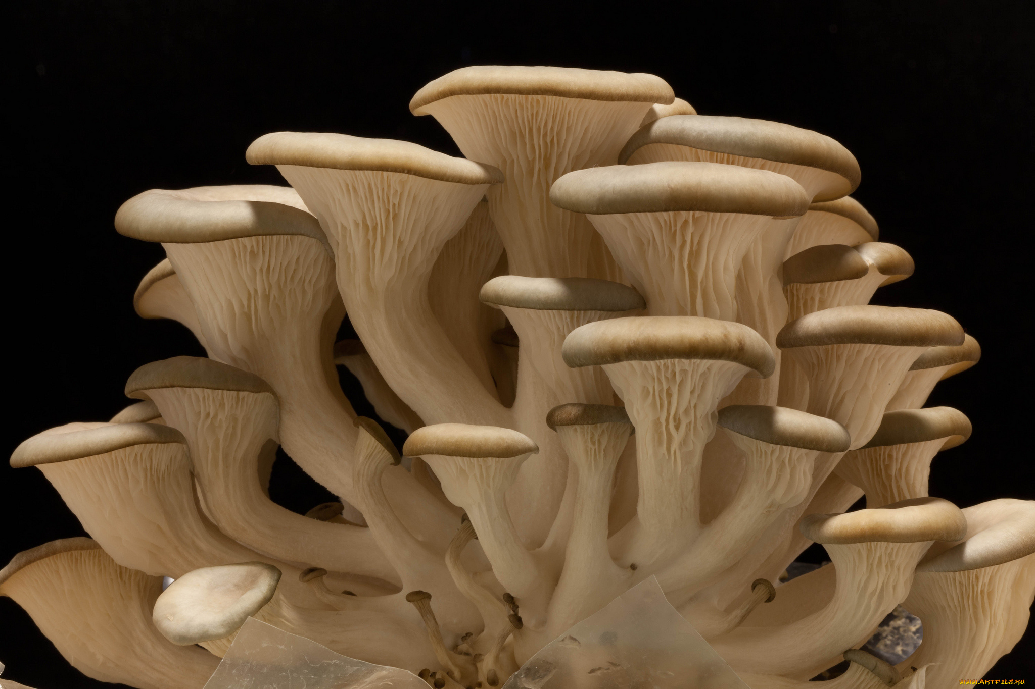 природа, грибы