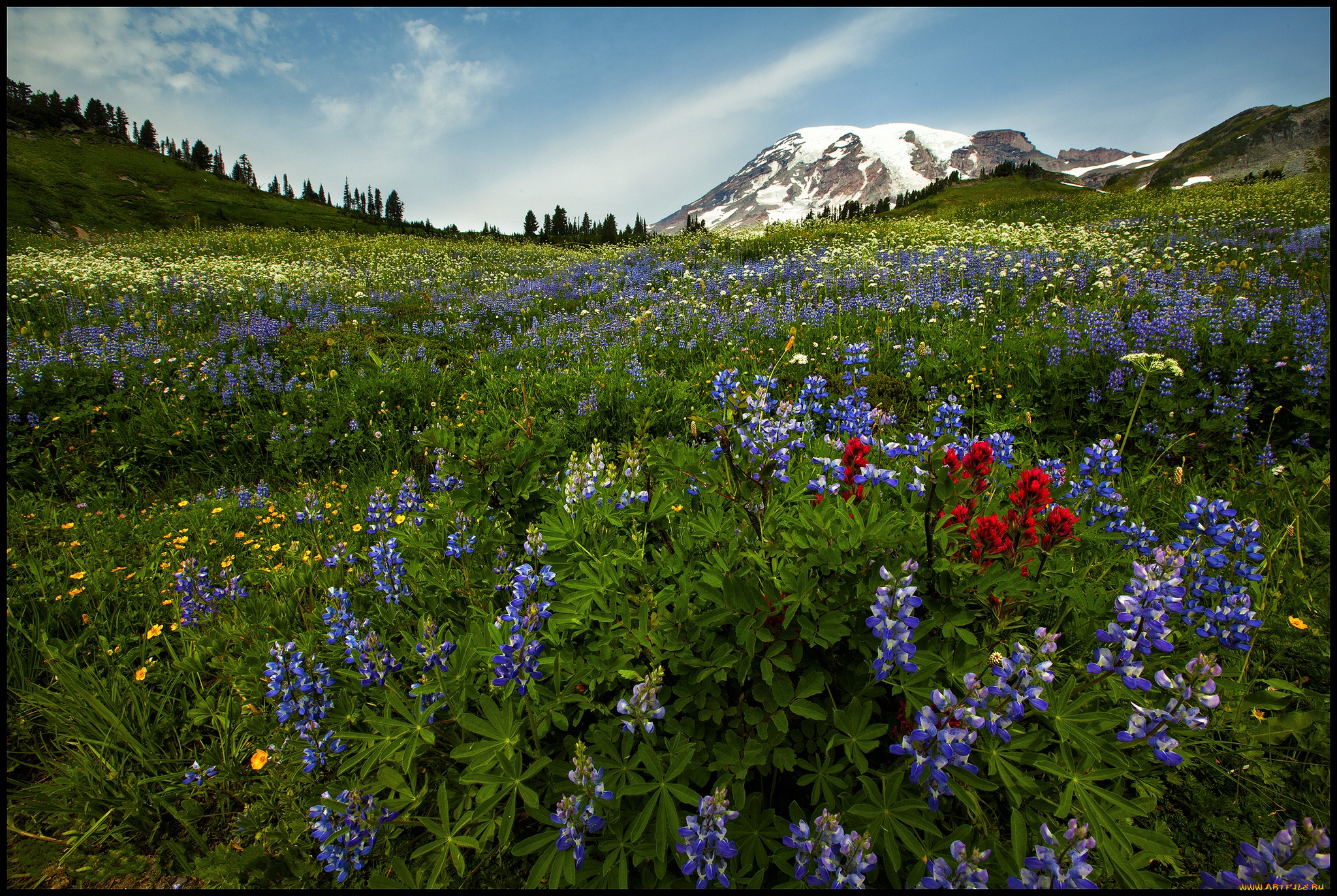 природа, луга, цветы, лугг, трава, гора