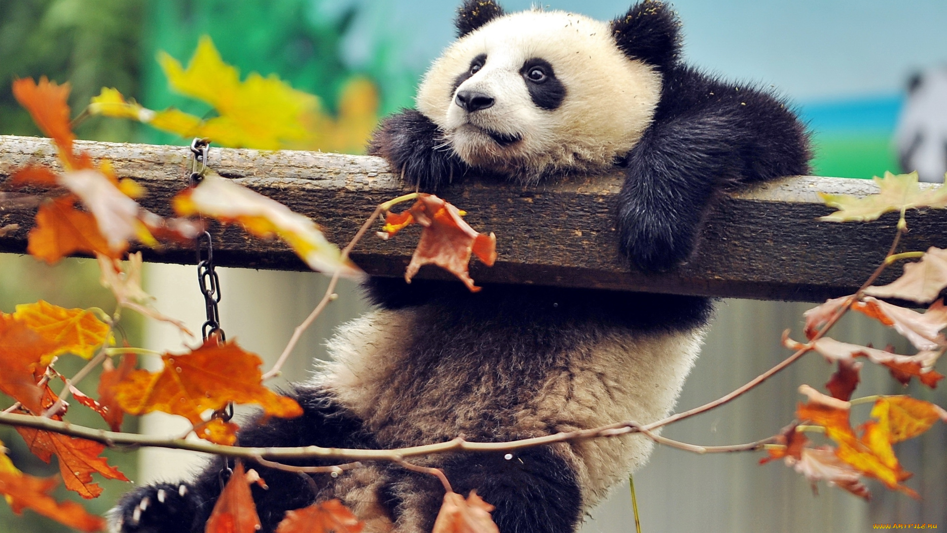 панда, в, парке, животные, панды, панда, в, парке