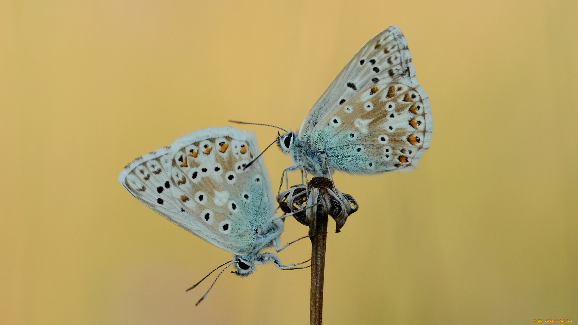 животные, бабочки, , мотыльки, , моли, усики, крылья, бабочка, макро