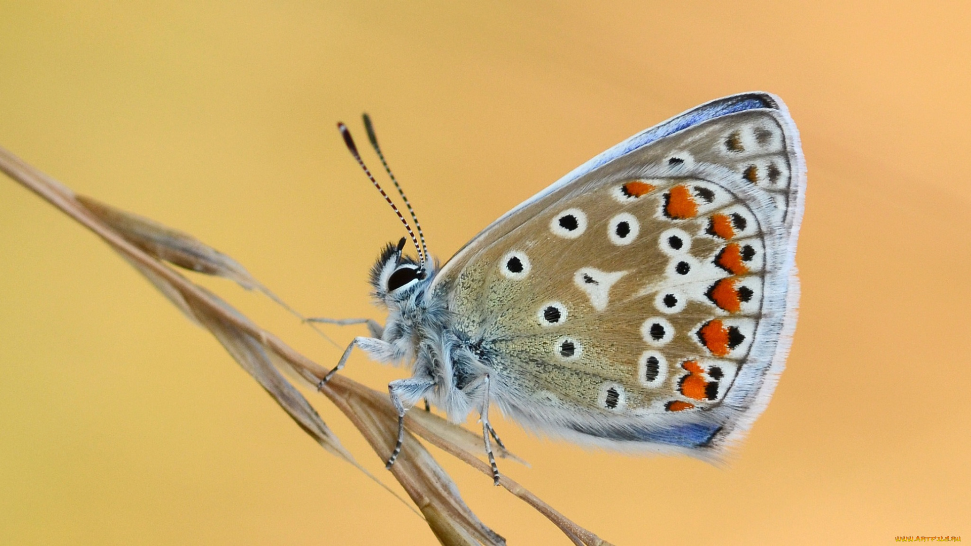 животные, бабочки, , мотыльки, , моли, усики, крылья, бабочка, макро