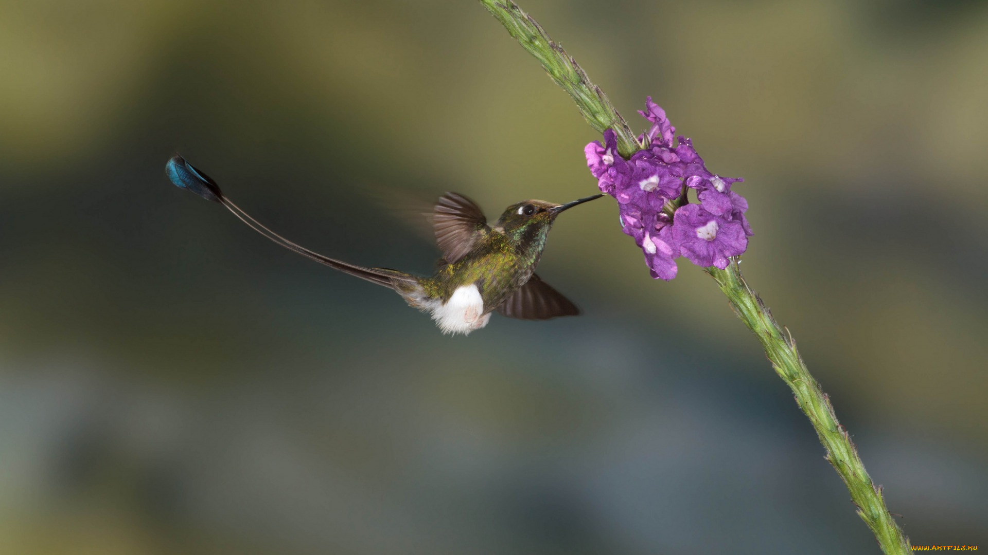 животные, колибри, птичка, цветы, птица, природа, колибри-ракетохвост, мохноногий
