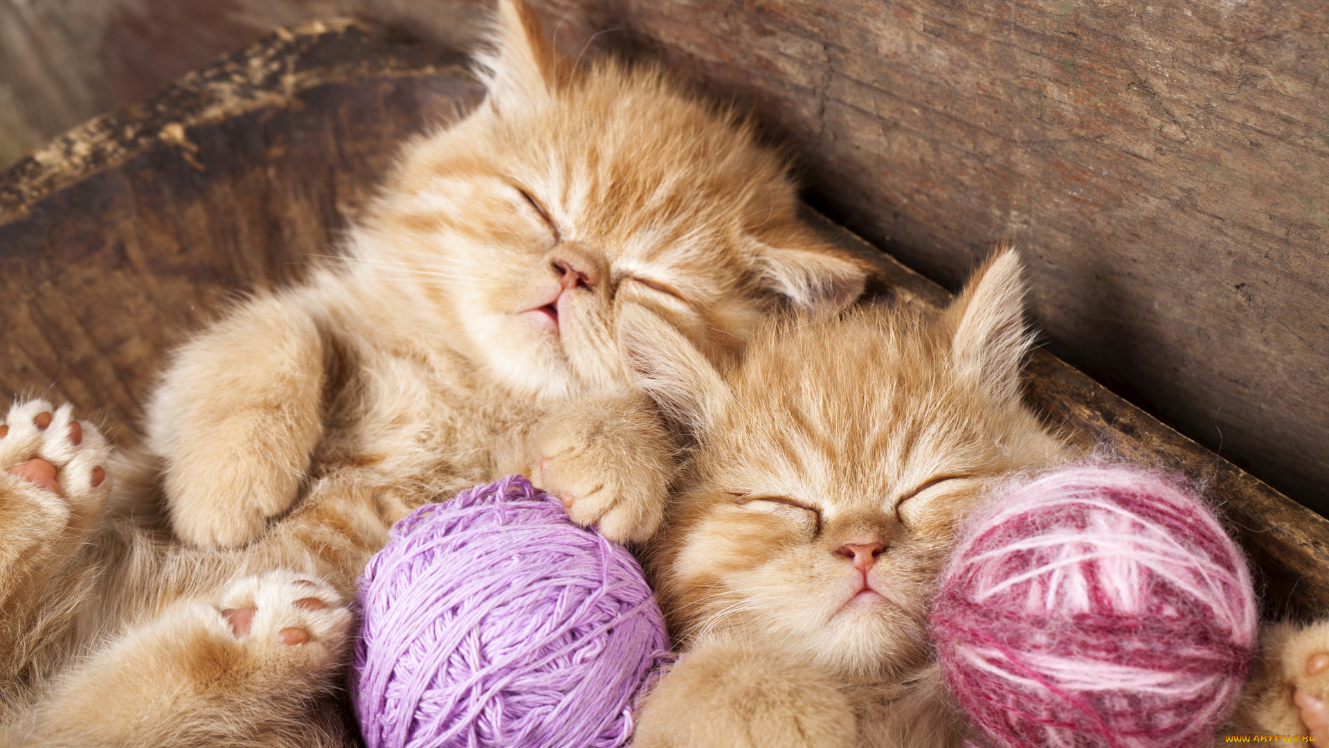животные, коты, двое, спят, кошки, котята