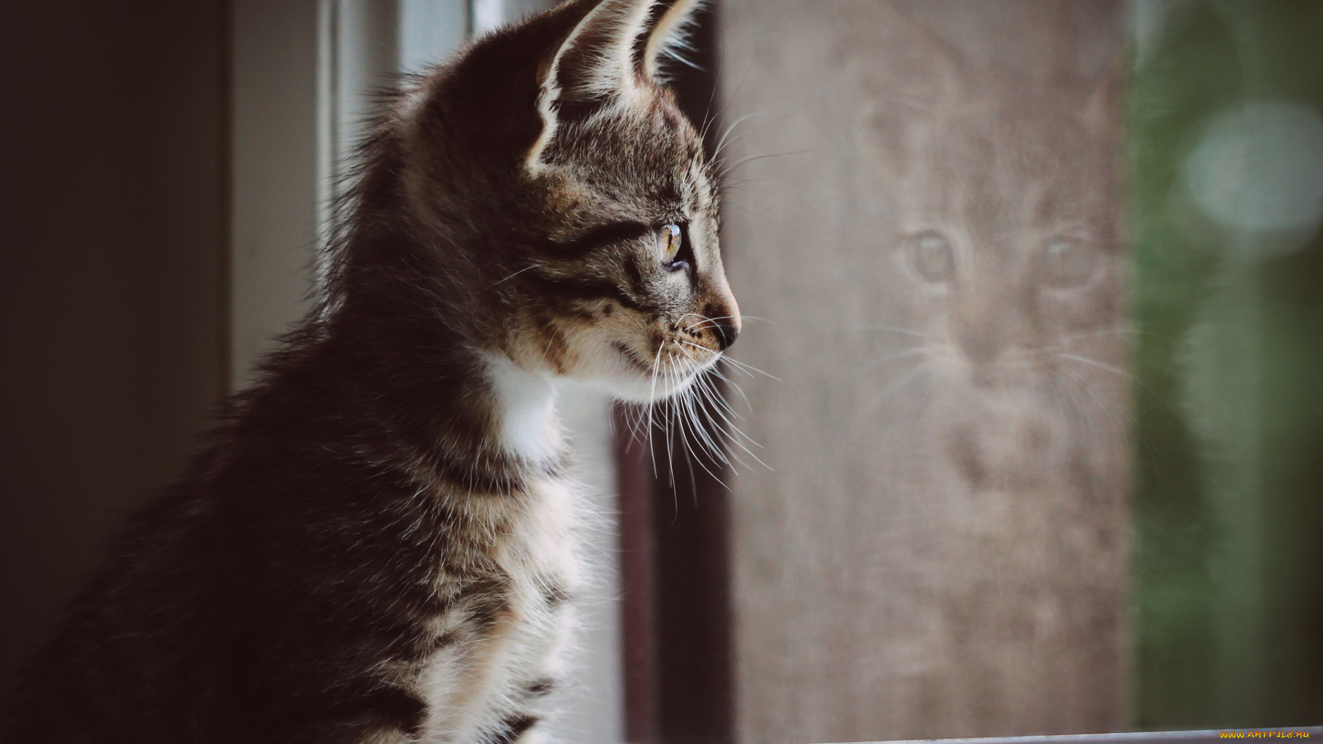 животные, коты, кошка, взгляд, фон