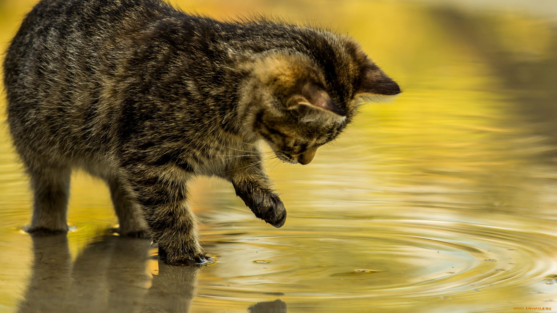 животные, коты, котёнок, вода, круги, игра