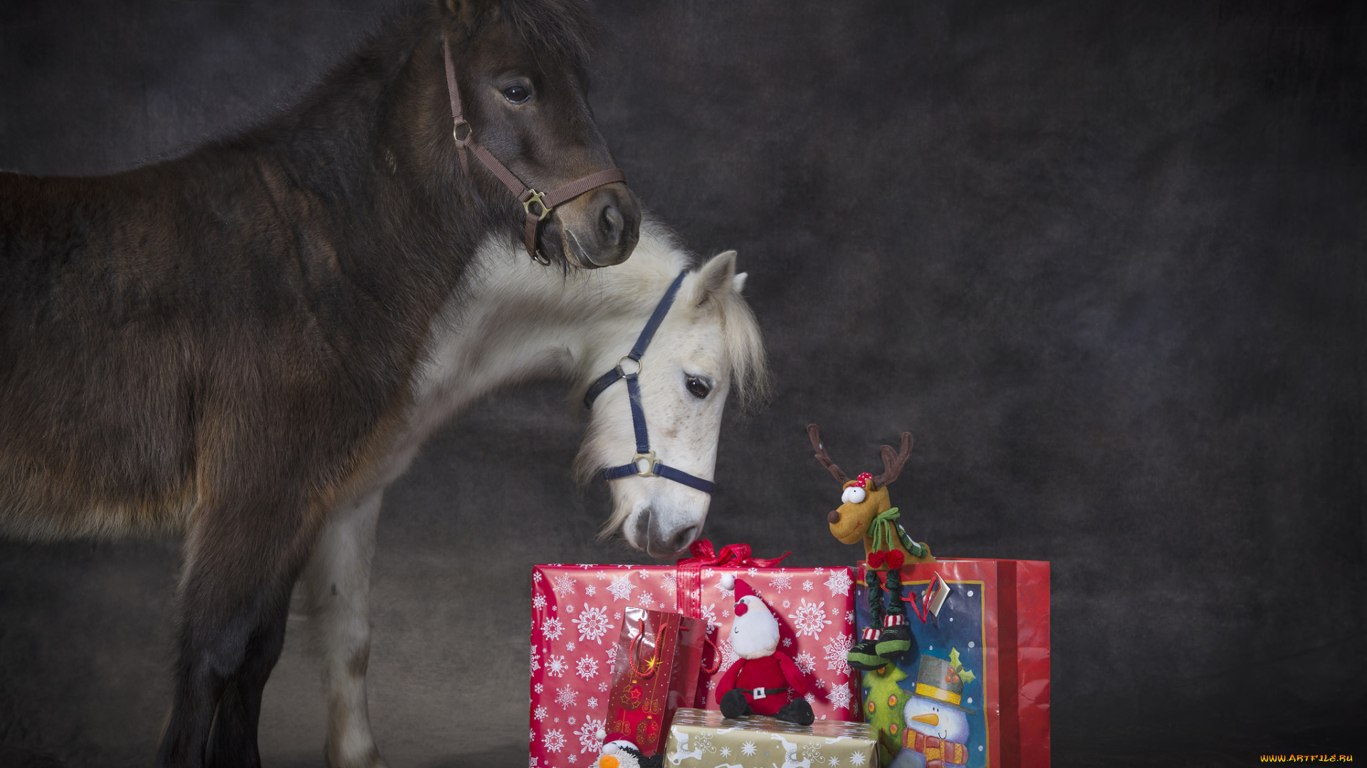 животные, лошади, пони, подарки, праздник, рождество, новый, год