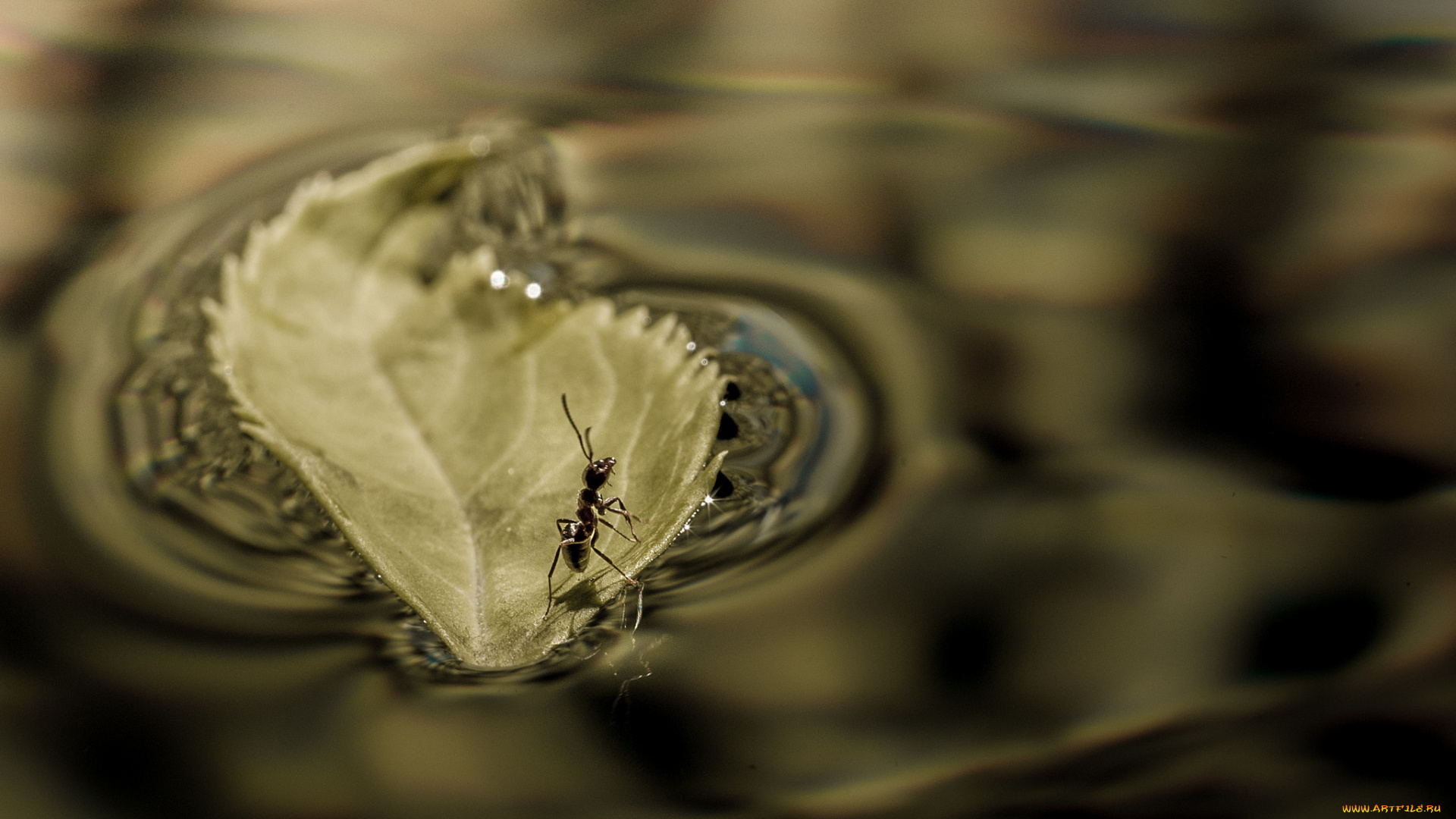 животные, насекомые, макро, муравей, лист, лодка, вода