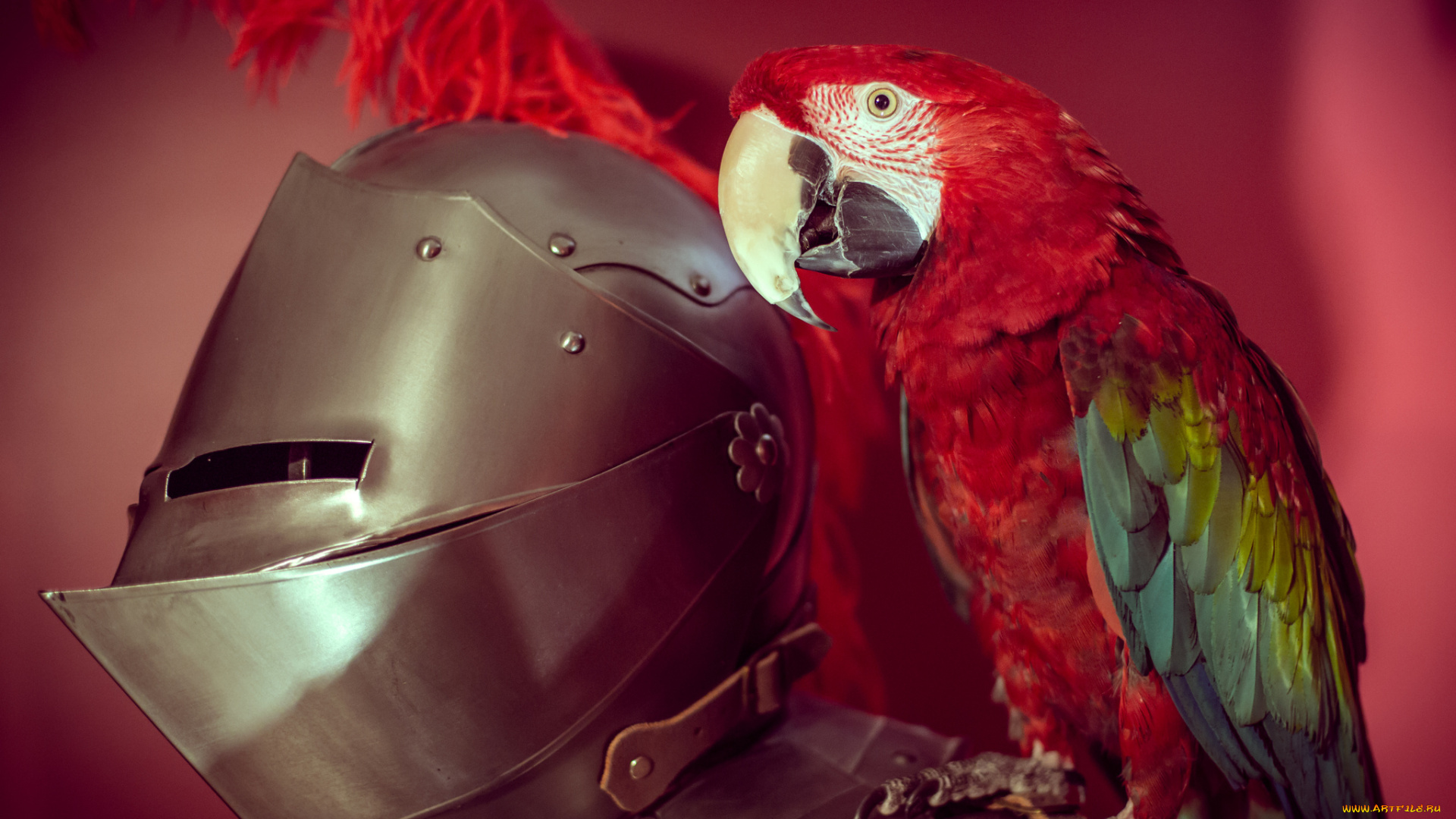 животные, попугаи, птица, попугай, латы, доспехи