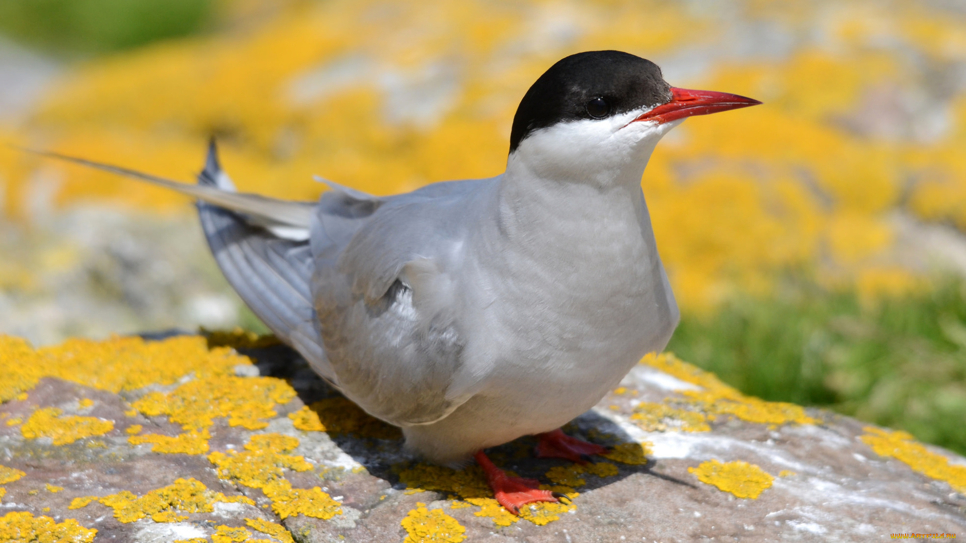 животные, птицы, клюв, птица, макро