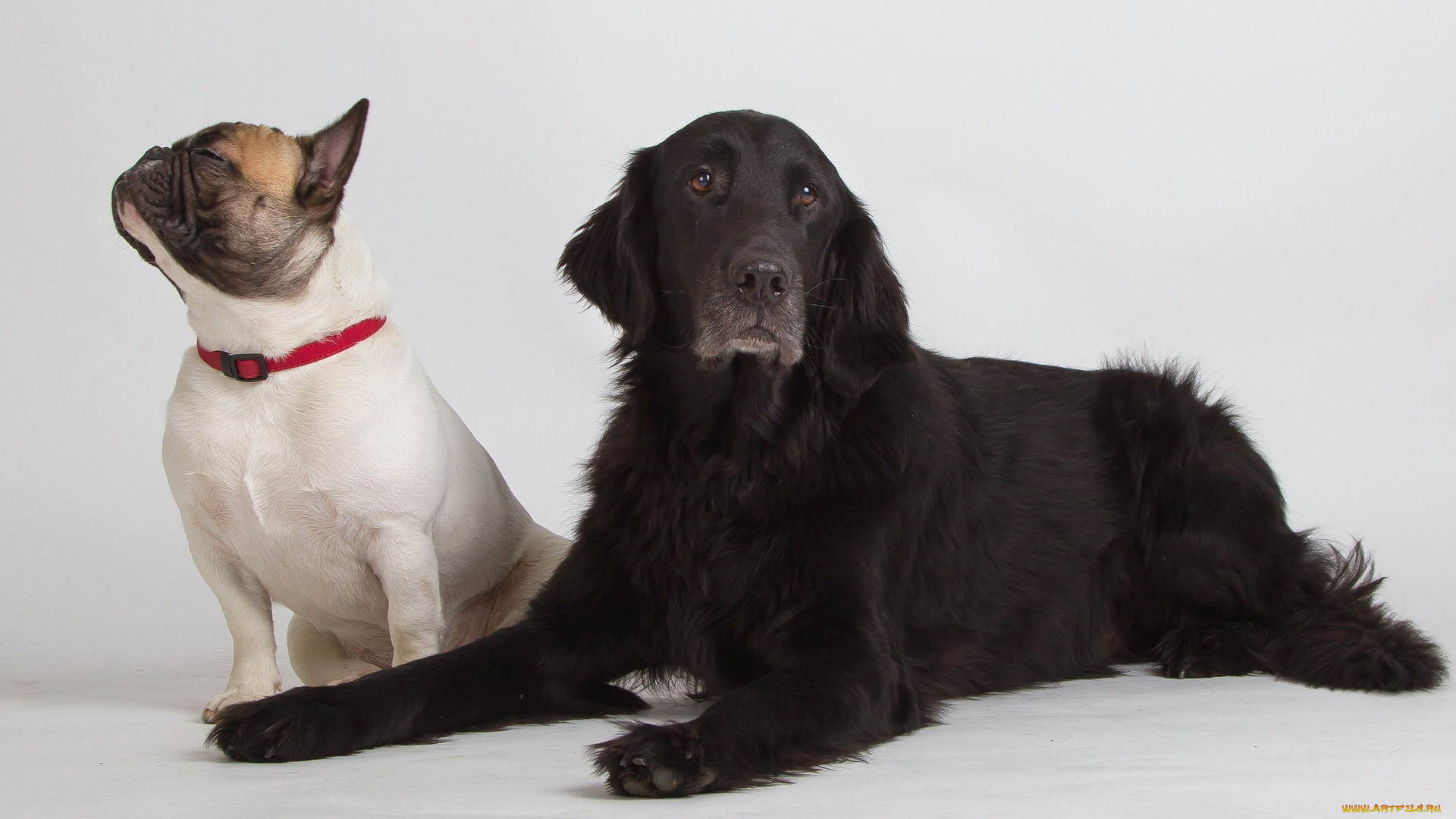 животные, собаки, друзья, фон