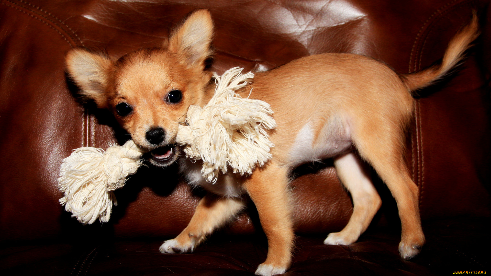 животные, собаки, кресло, игра, щенок, собака