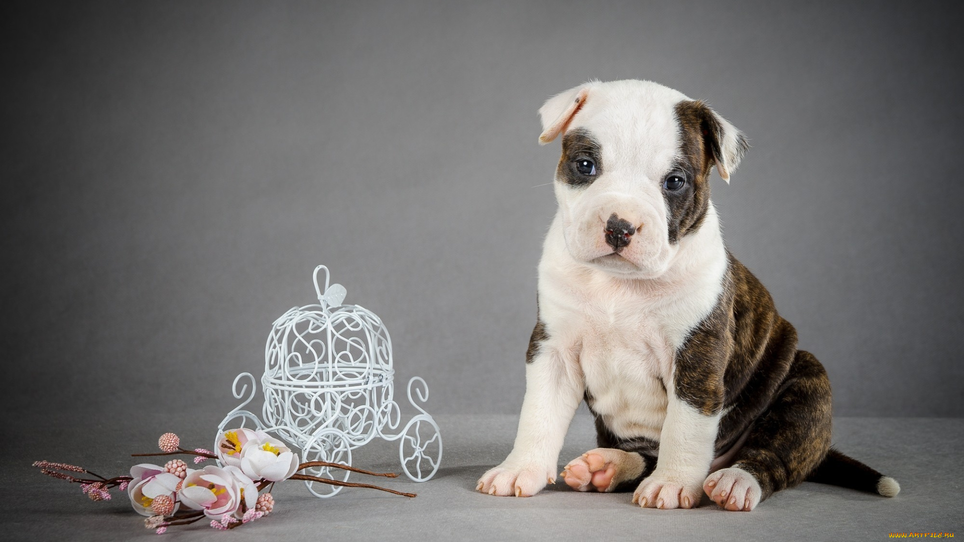 животные, собаки, щенок, карета, цветы, the, dog, puppy, coach, flowers