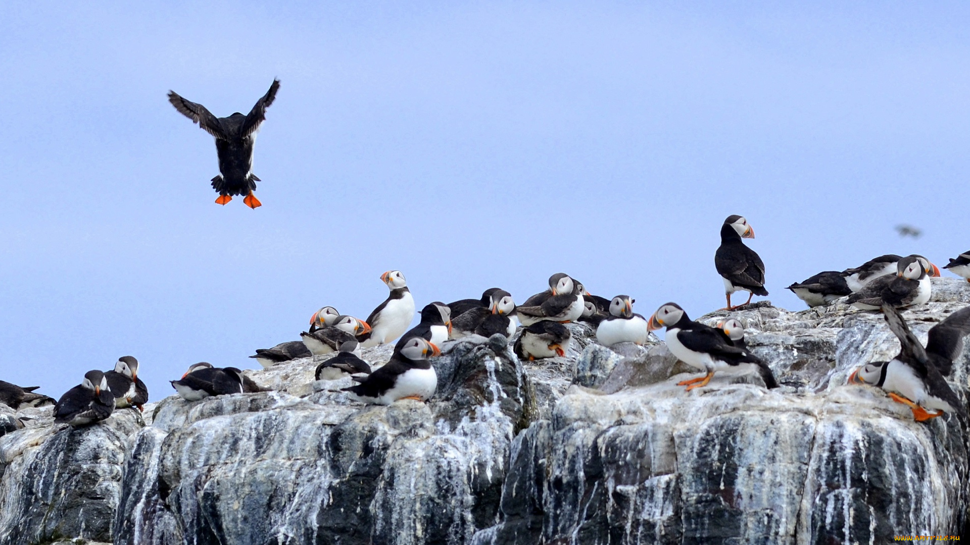 животные, тупики, небо, вода, скала, птицы
