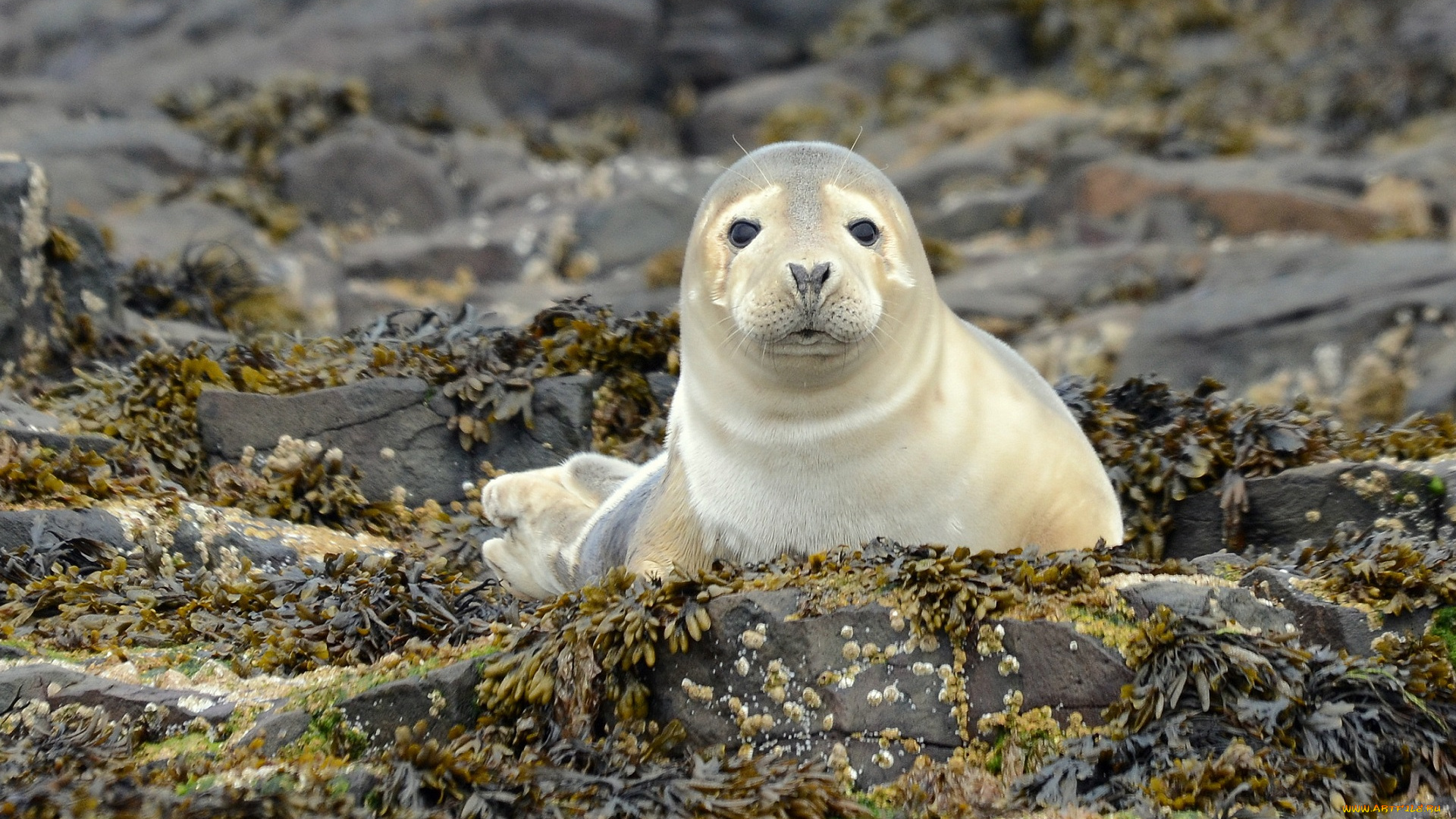 животные, тюлени, , морские, львы, , морские, котики, водоросли, берег, зверь, взгляд, морской