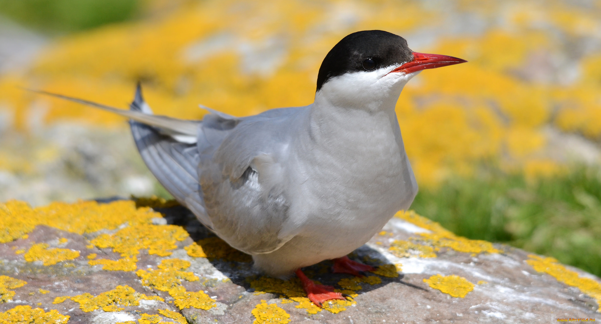 животные, птицы, клюв, птица, макро