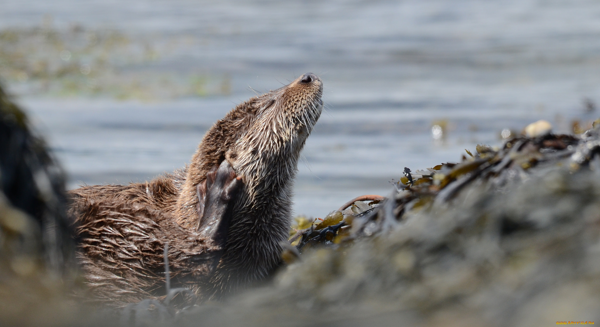 животные, выдры, , каланы, , ондатры, чухается, вода, выдра