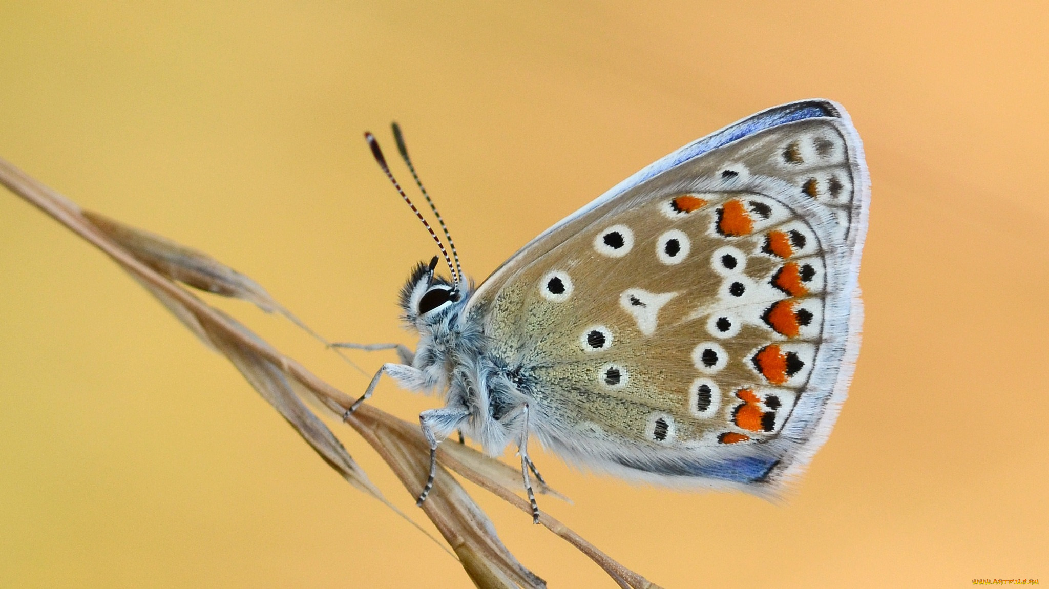 животные, бабочки, , мотыльки, , моли, усики, крылья, бабочка, макро