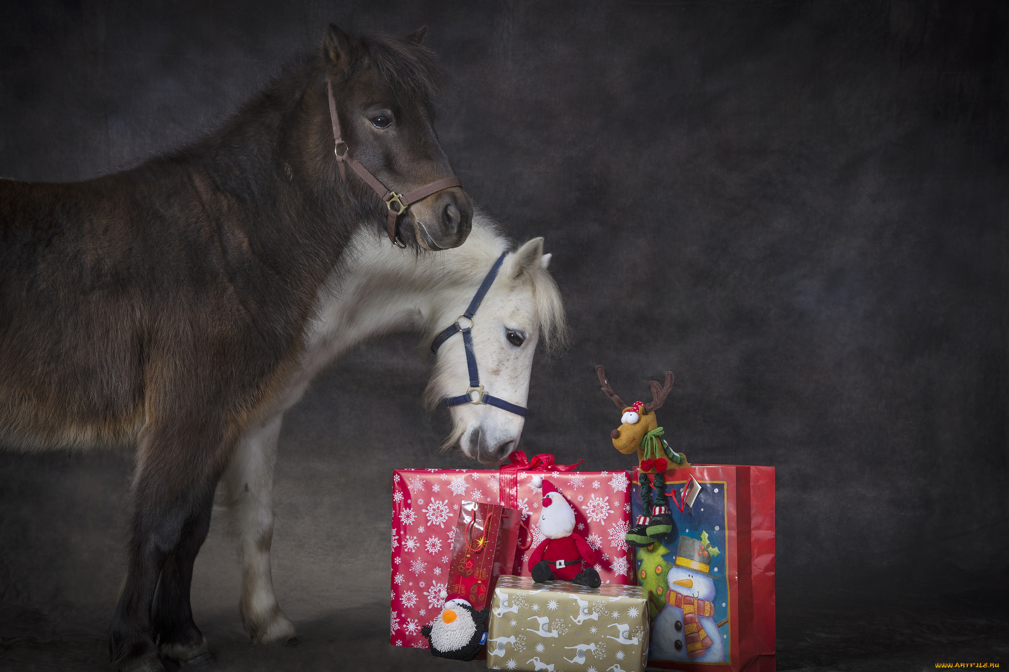 животные, лошади, пони, подарки, праздник, рождество, новый, год