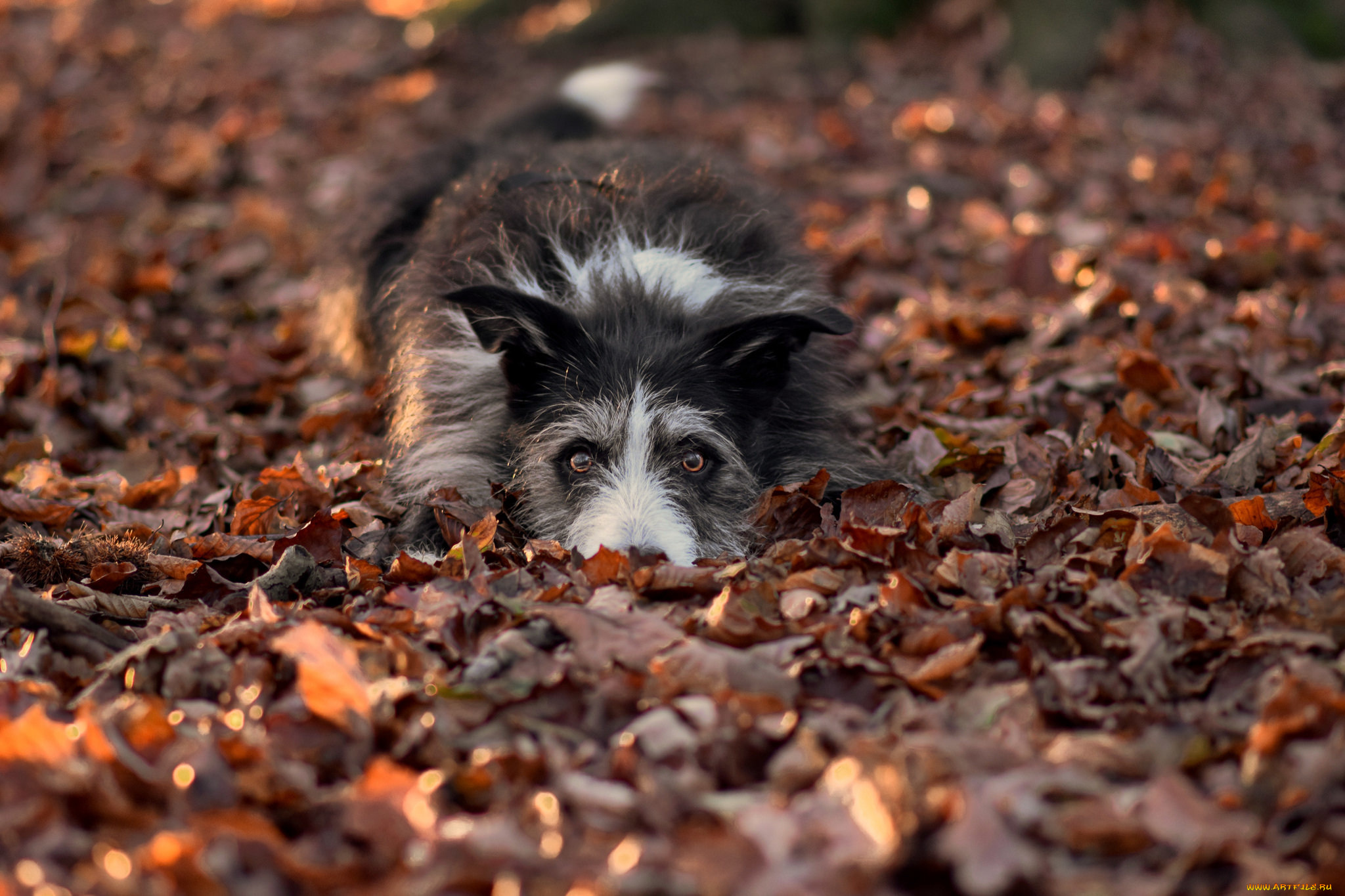 животные, собаки, собака, взгляд, друг