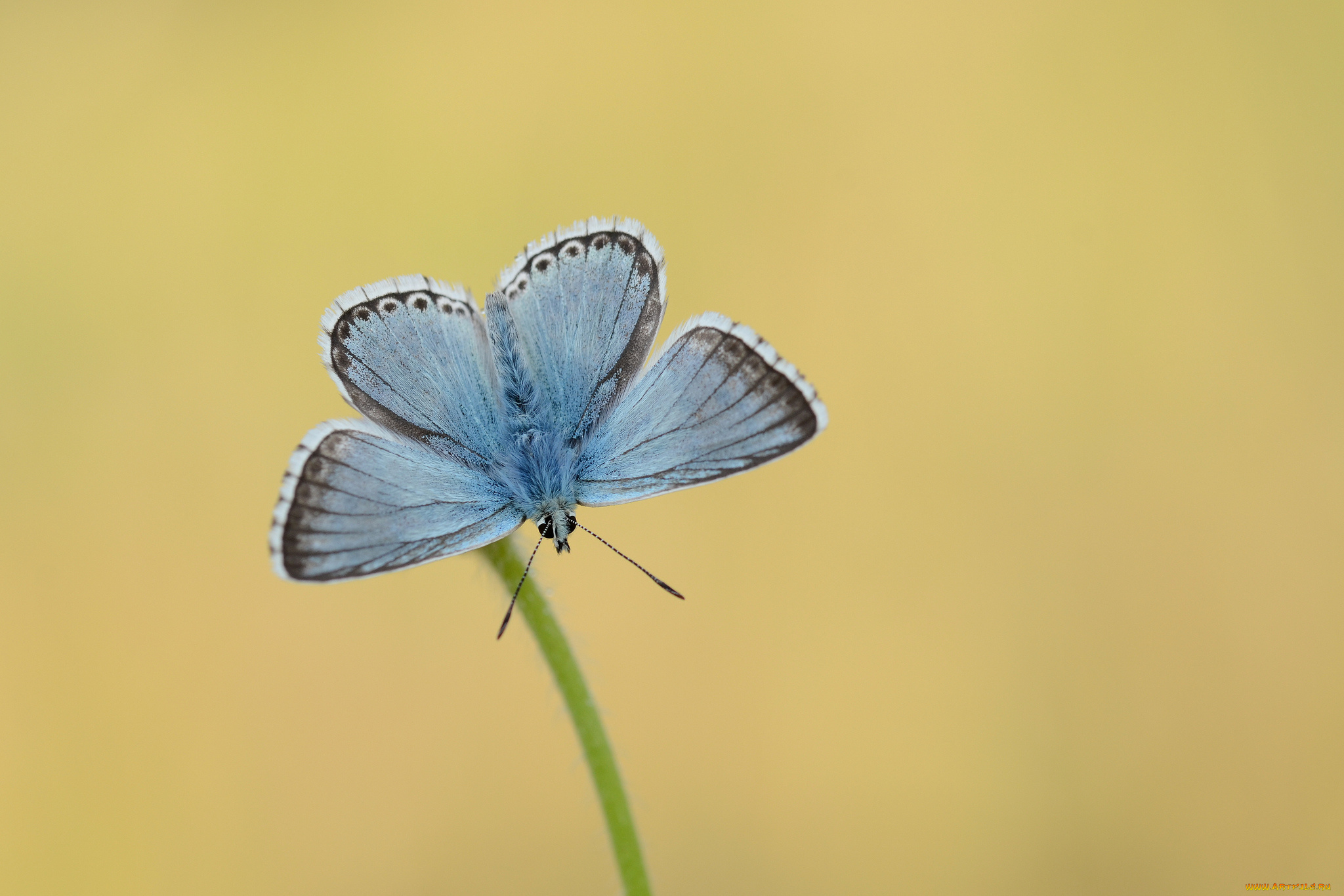 животные, бабочки, , мотыльки, , моли, усики, макро, крылья, бабочка