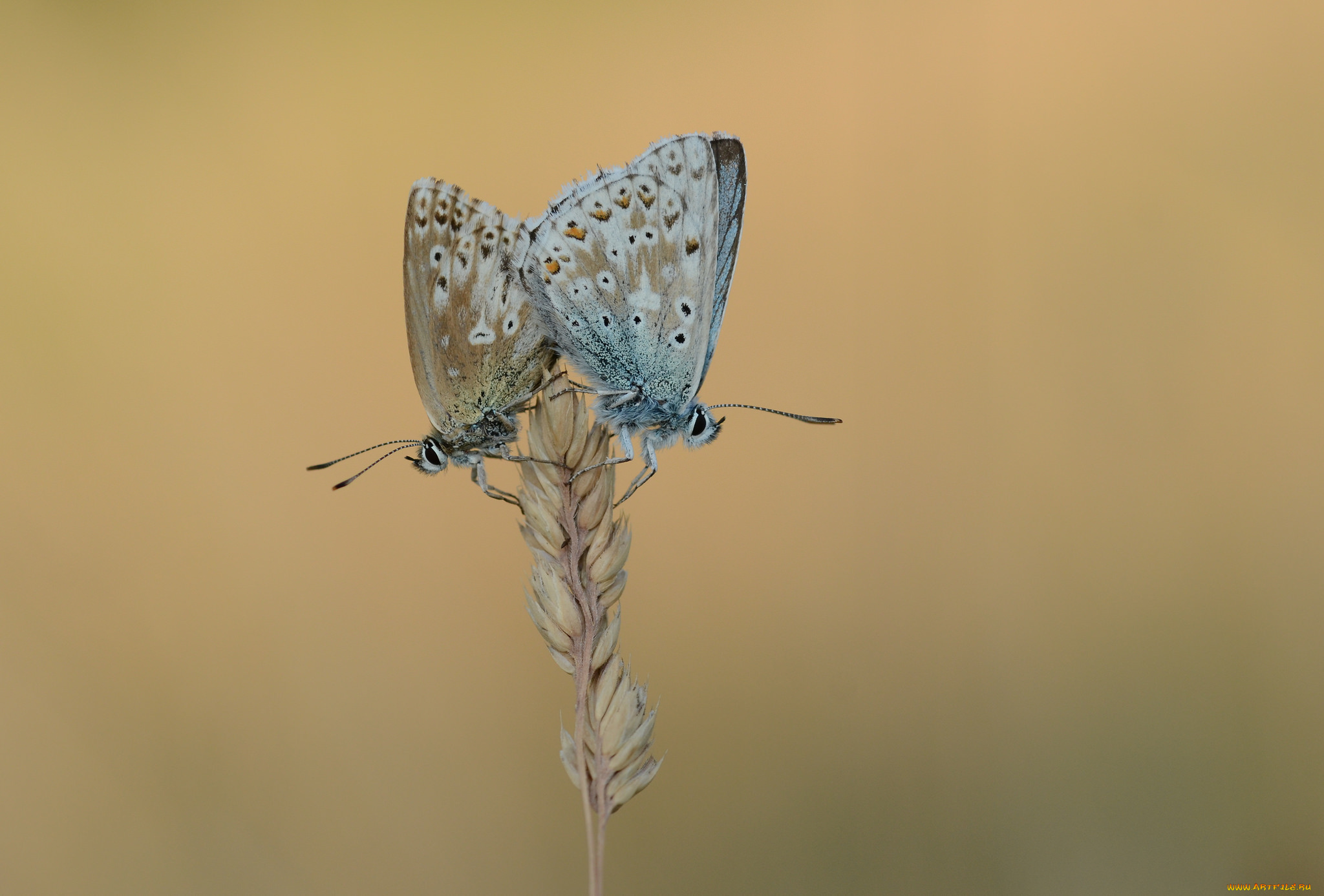 животные, бабочки, , мотыльки, , моли, усики, крылья, бабочка, макро