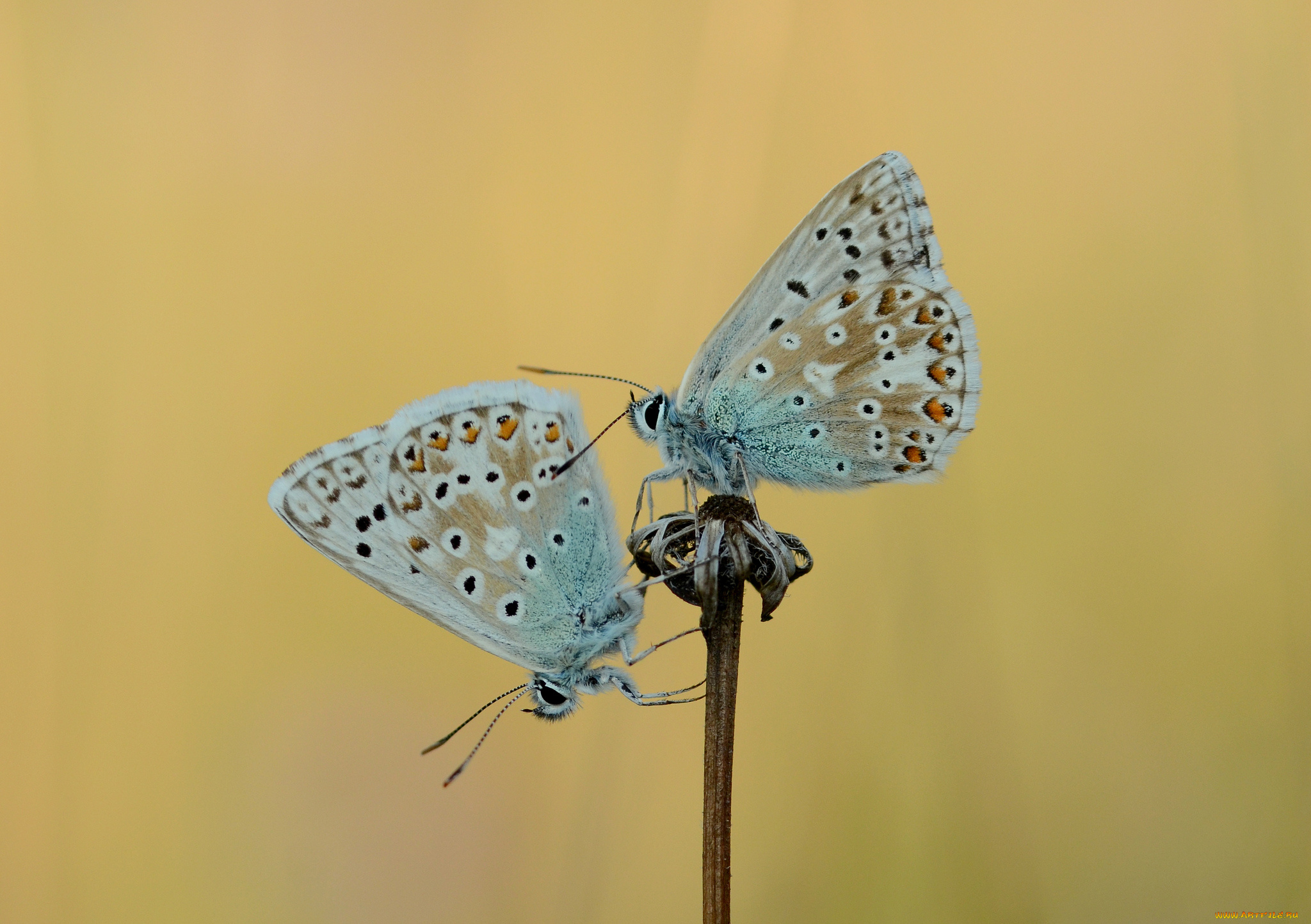 животные, бабочки, , мотыльки, , моли, усики, крылья, бабочка, макро