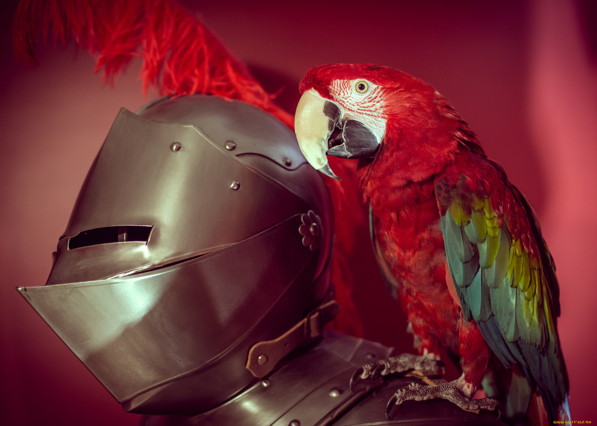 животные, попугаи, птица, попугай, латы, доспехи