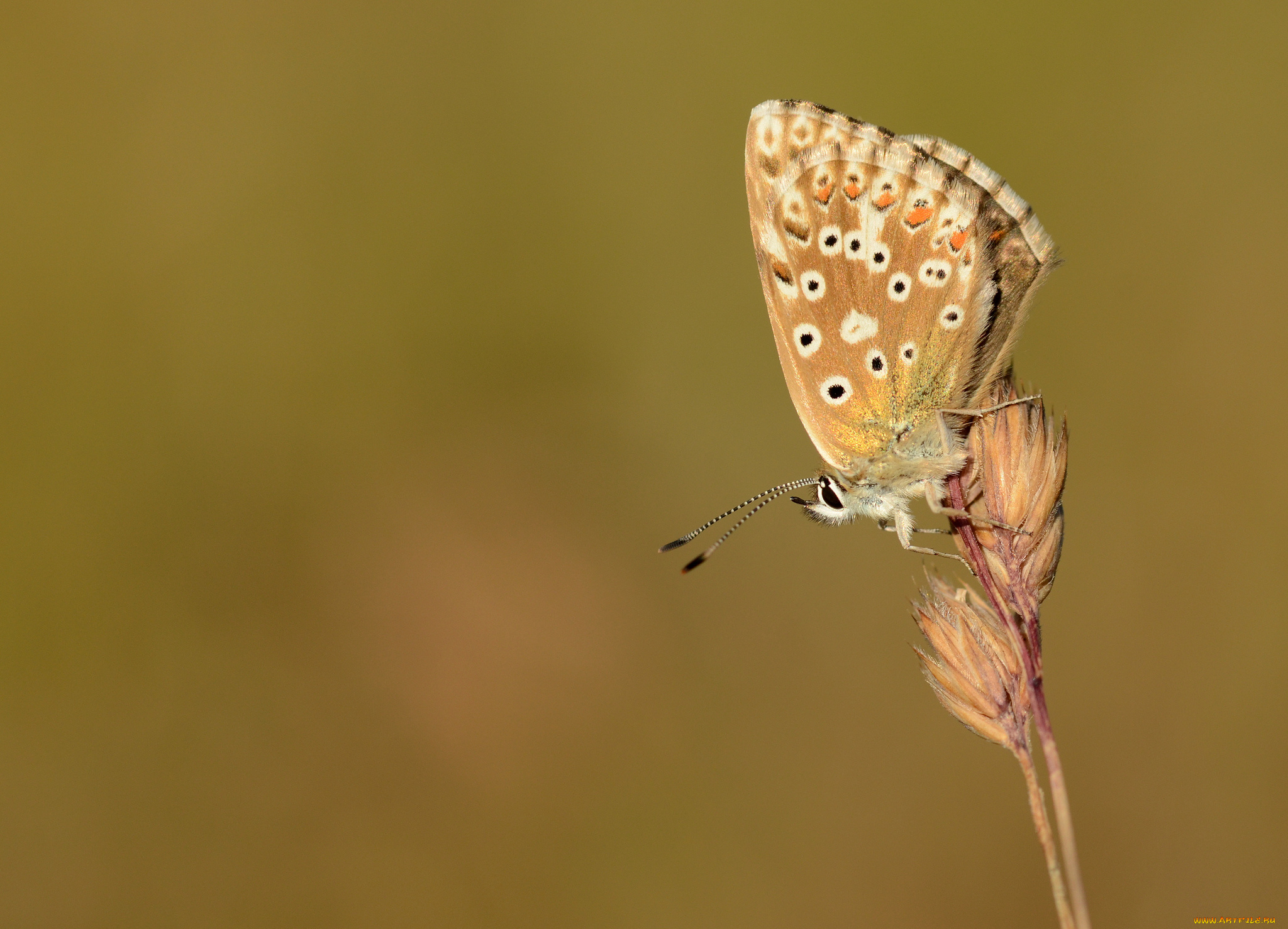 животные, бабочки, , мотыльки, , моли, бабочка, крылья, макро