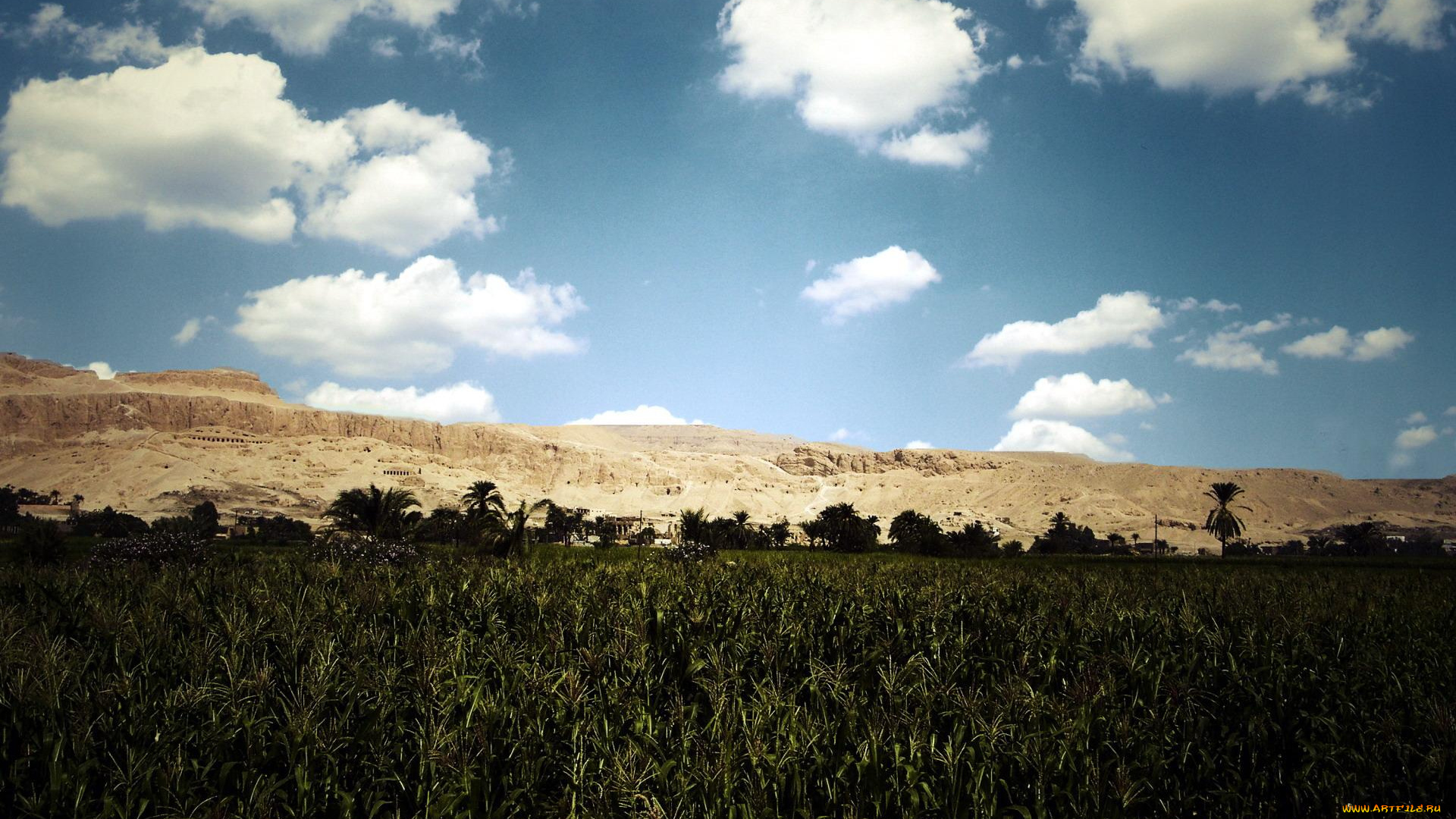 природа, поля, небо, облака, поле, горы, скалы, пальмы, кукуруза