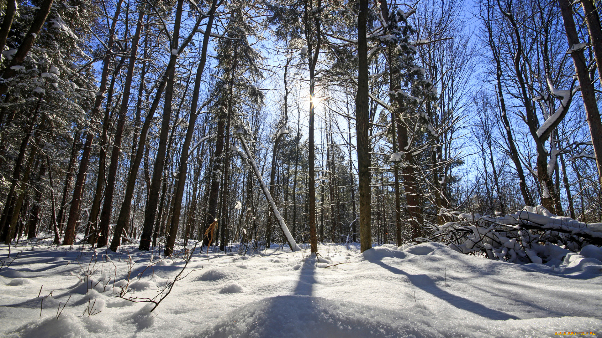 природа, зима, снег