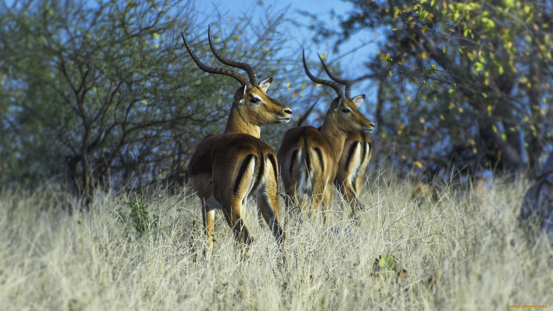 животные, антилопы, антилопа