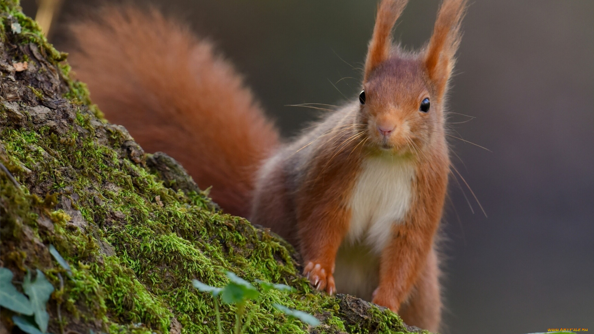 животные, белки, белка, мох, рыжая