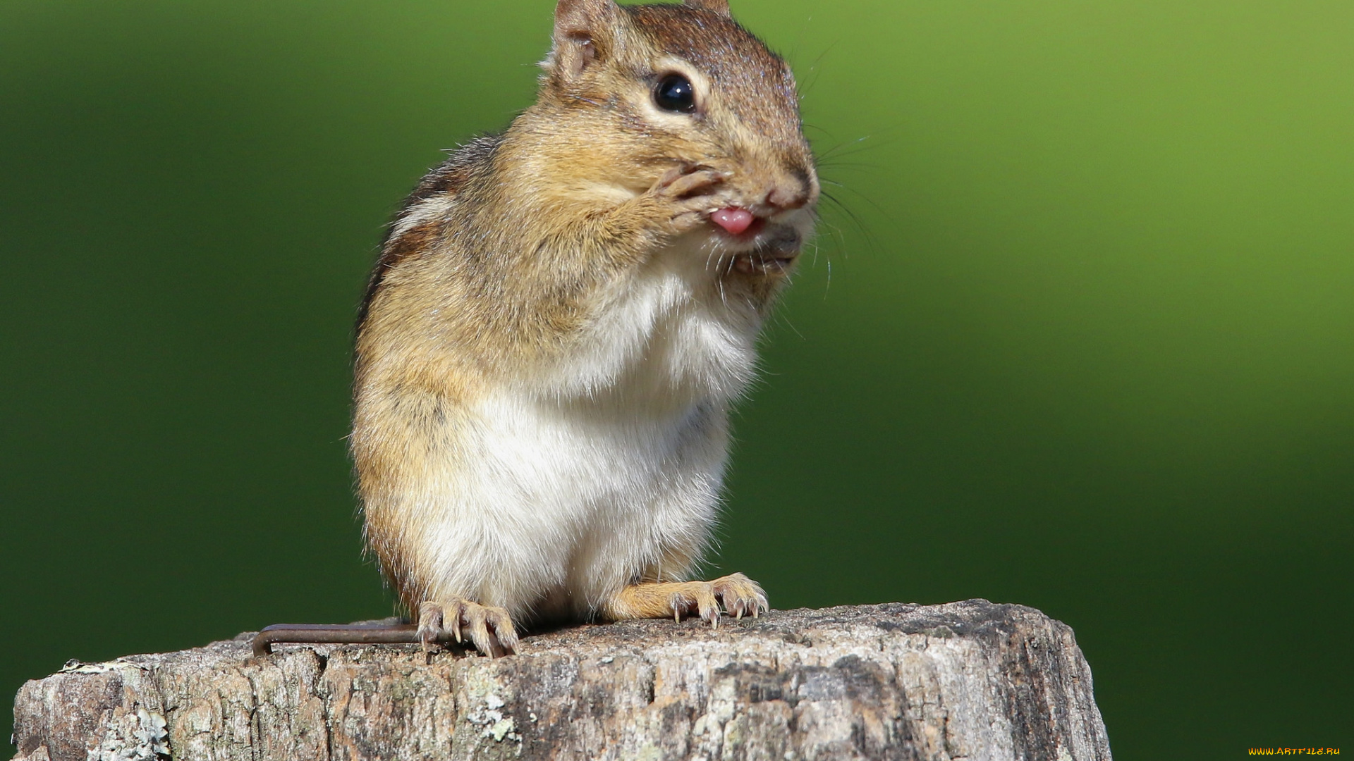 животные, бурундуки, бурундучок