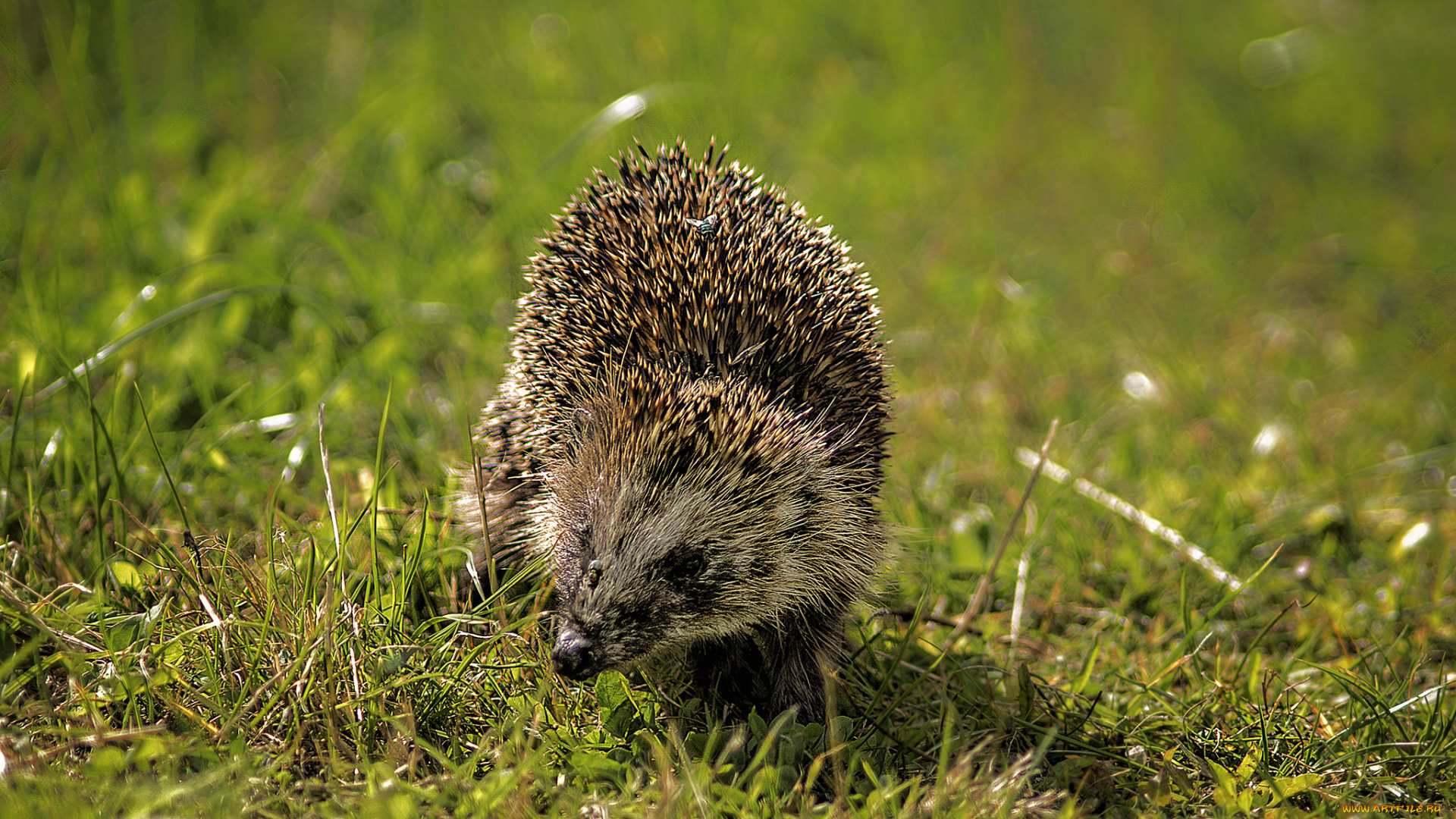 животные, ежи, ежик