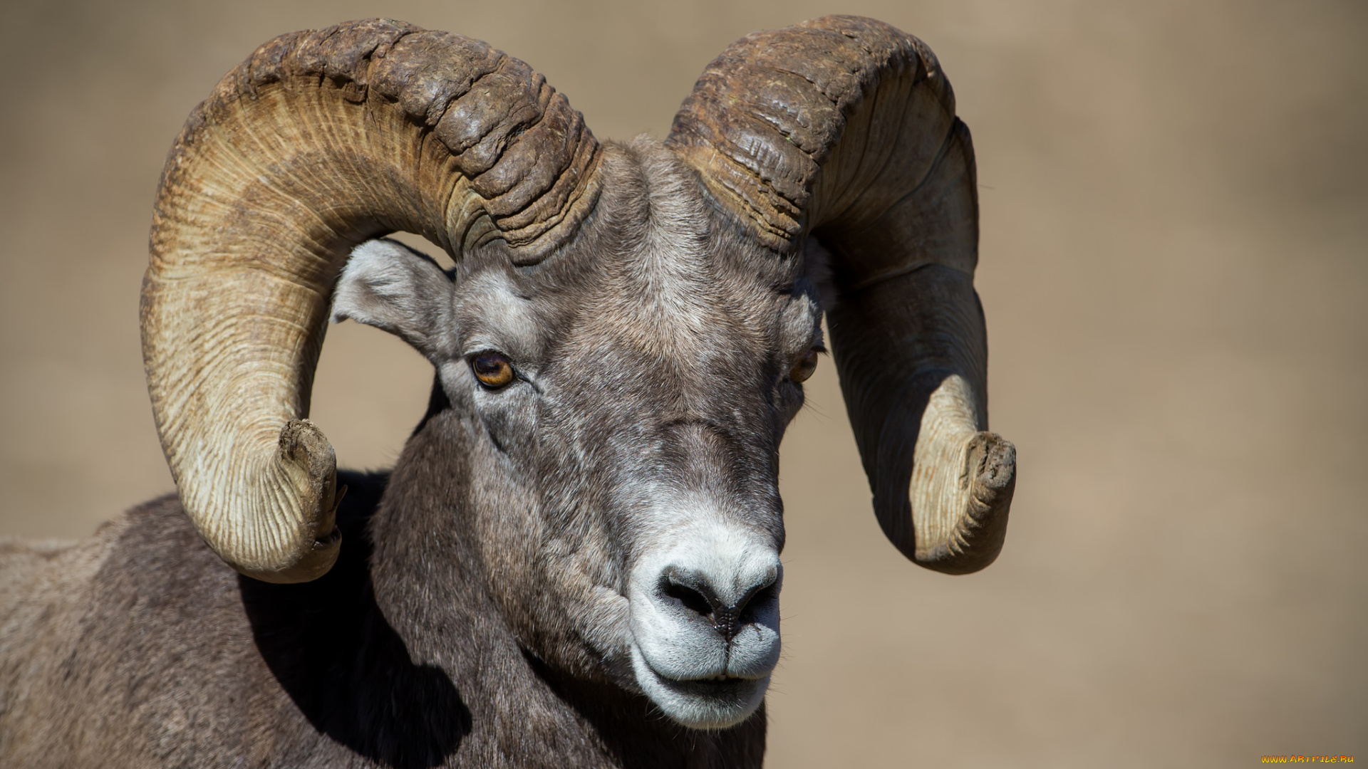 животные, козы, козерог