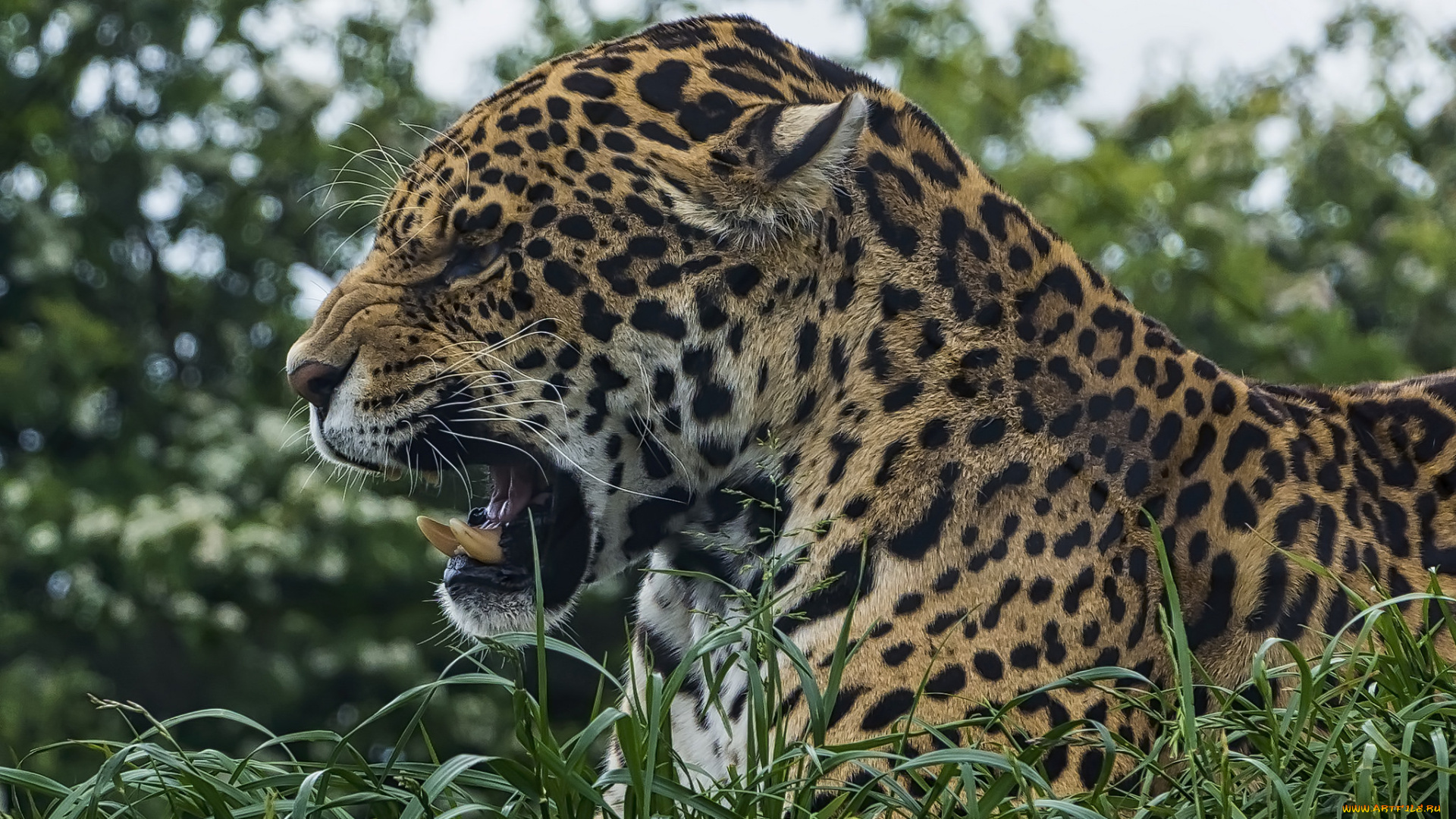животные, леопарды, хищник