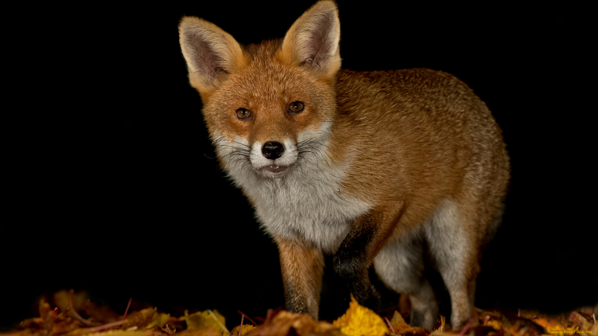 животные, лисы, лисичка