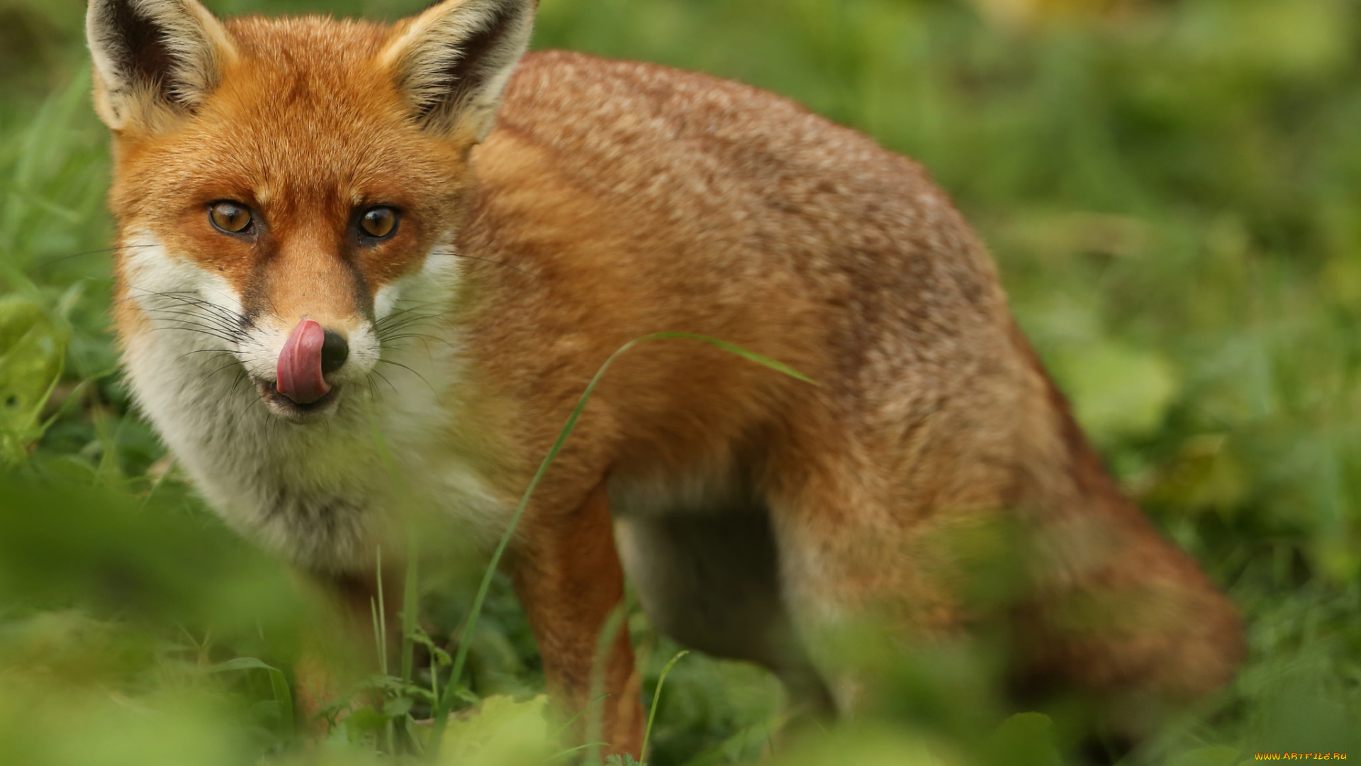 животные, лисы, лисичка