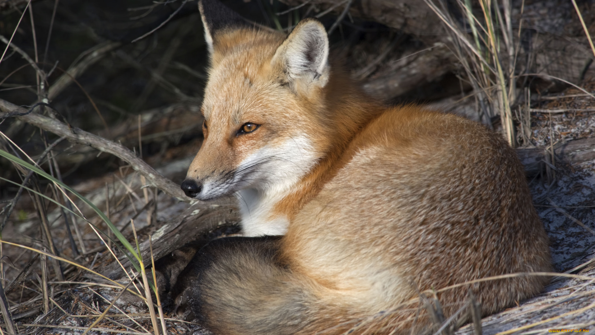 животные, лисы, лисичка