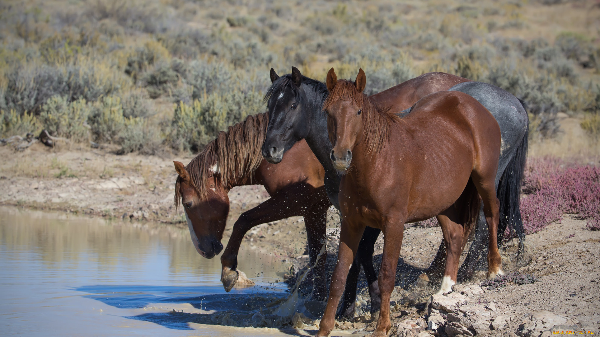 животные, лошади, водопой