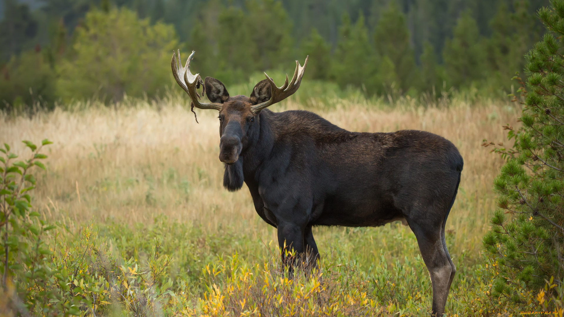 животные, лоси, сохатый