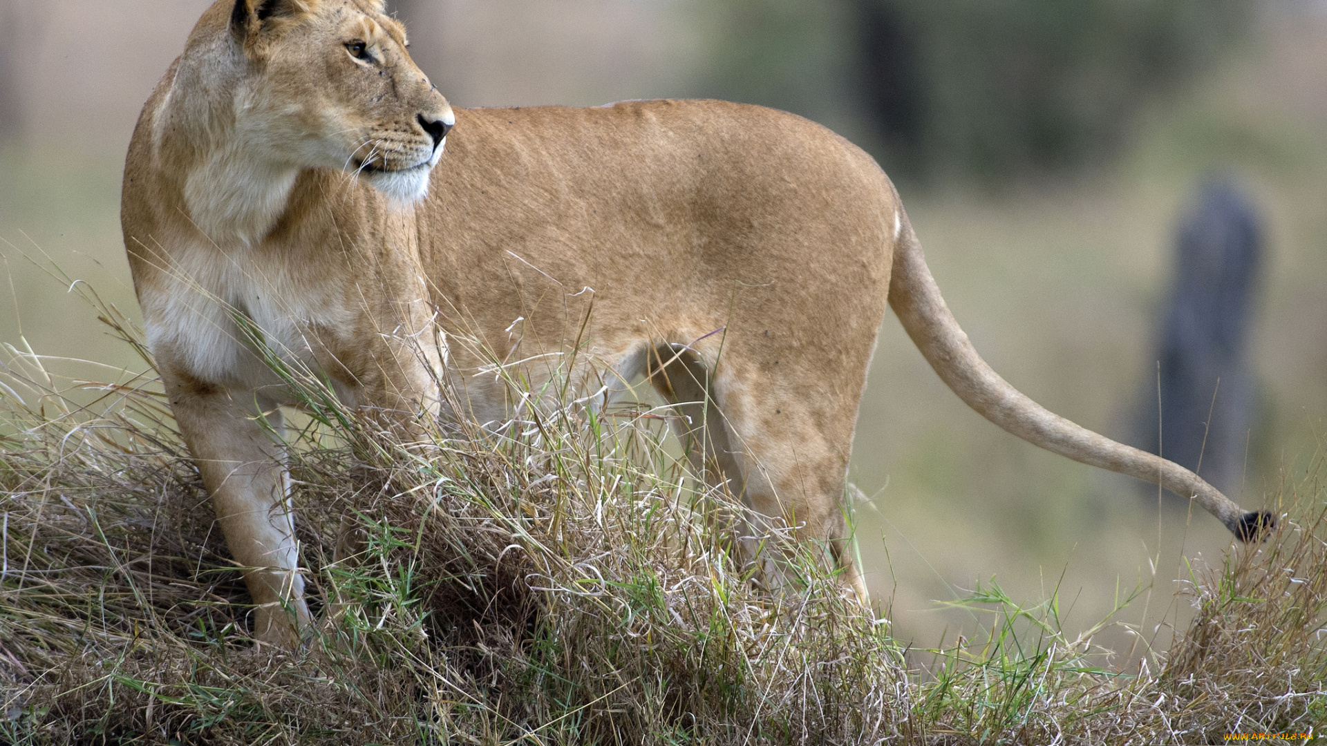 животные, львы, львица