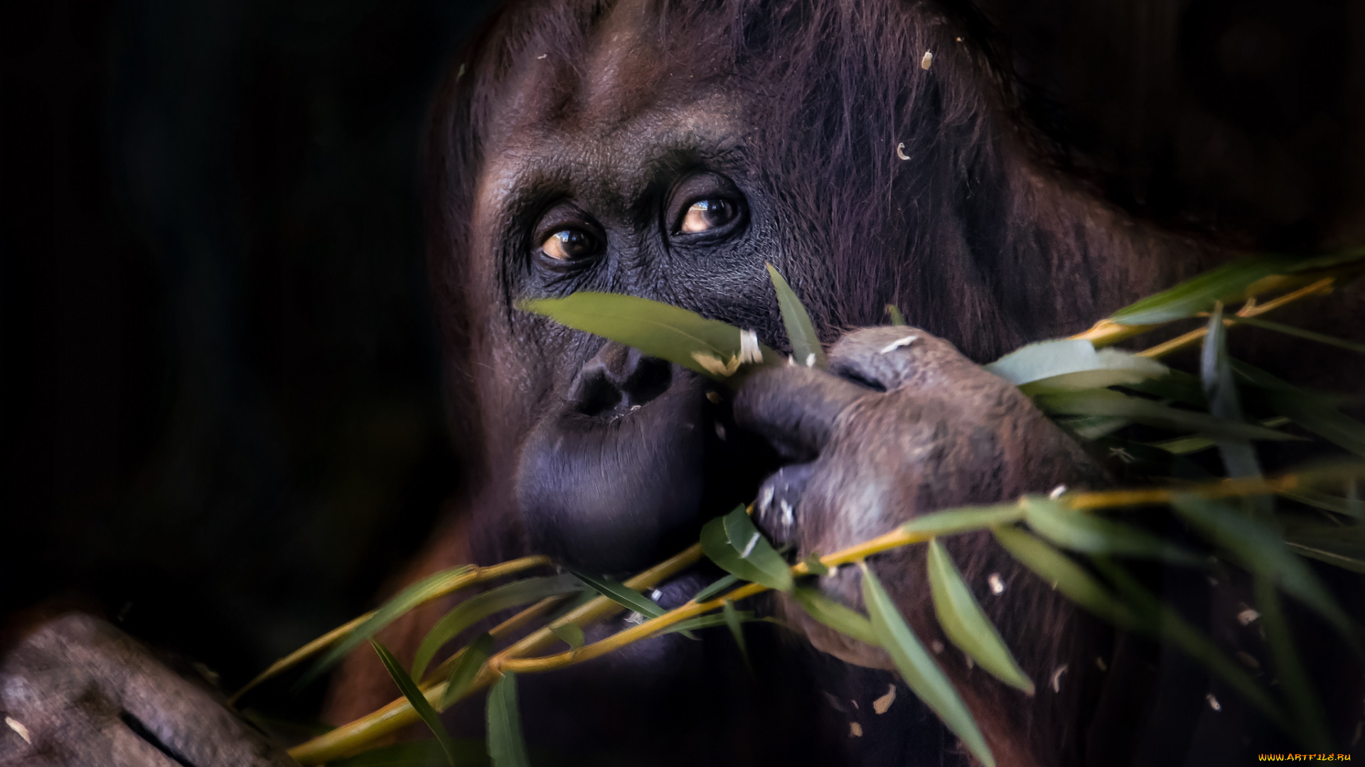 животные, обезьяны, горила