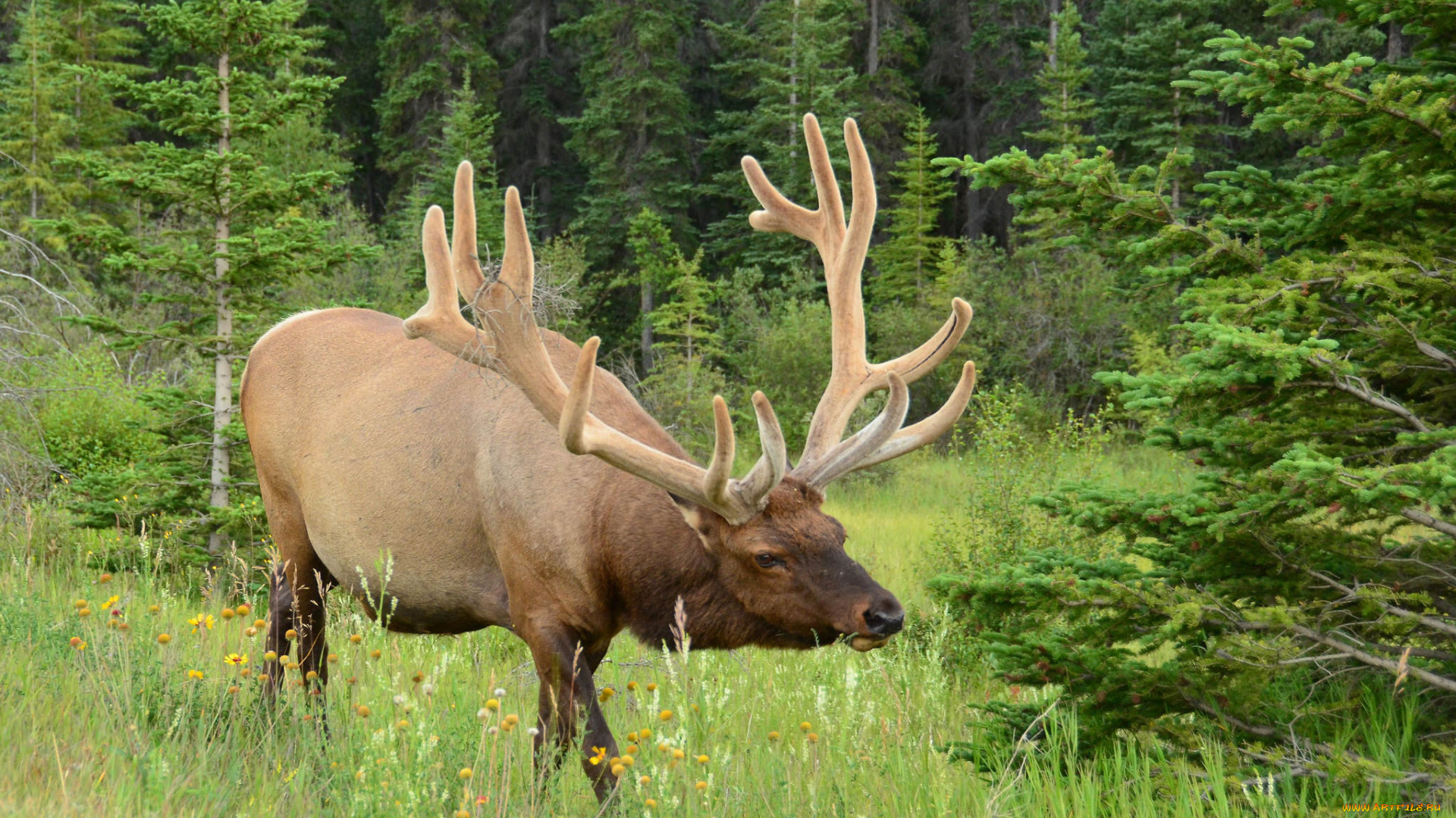 животные, олени, марал