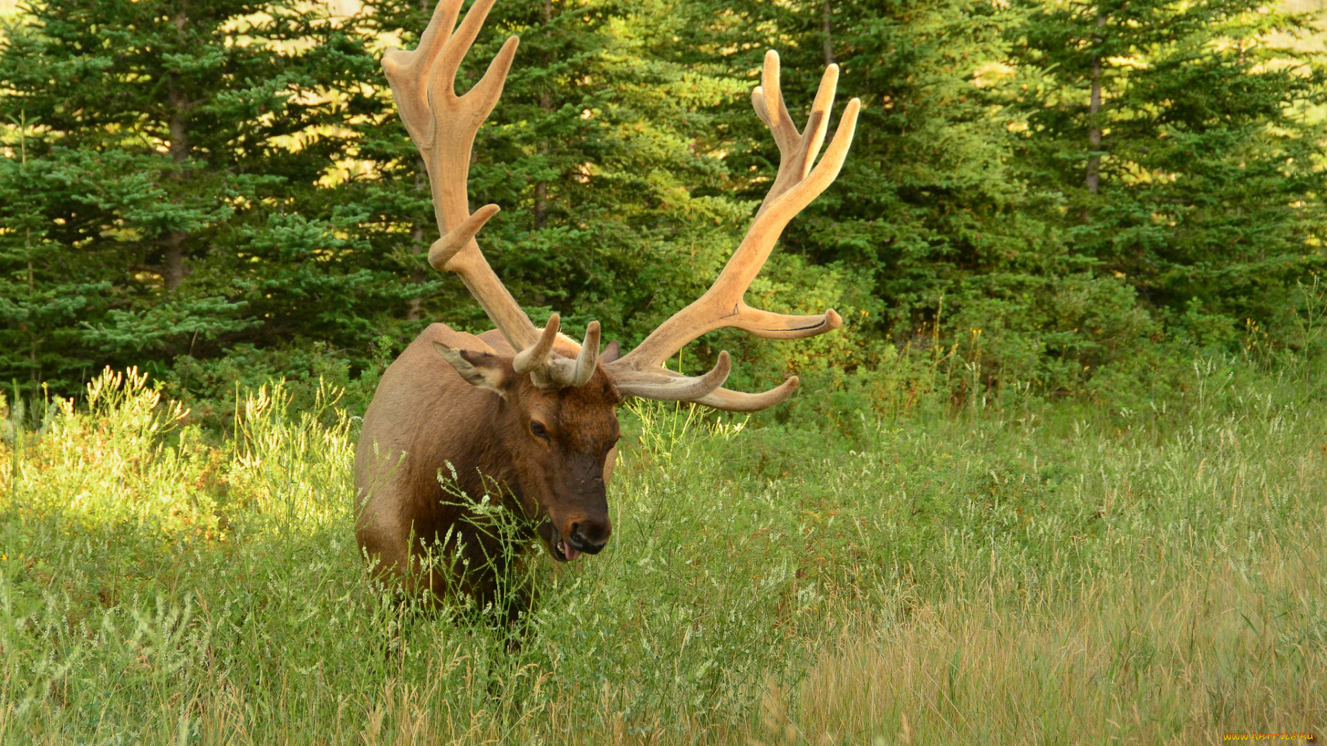 животные, олени, рога, олень