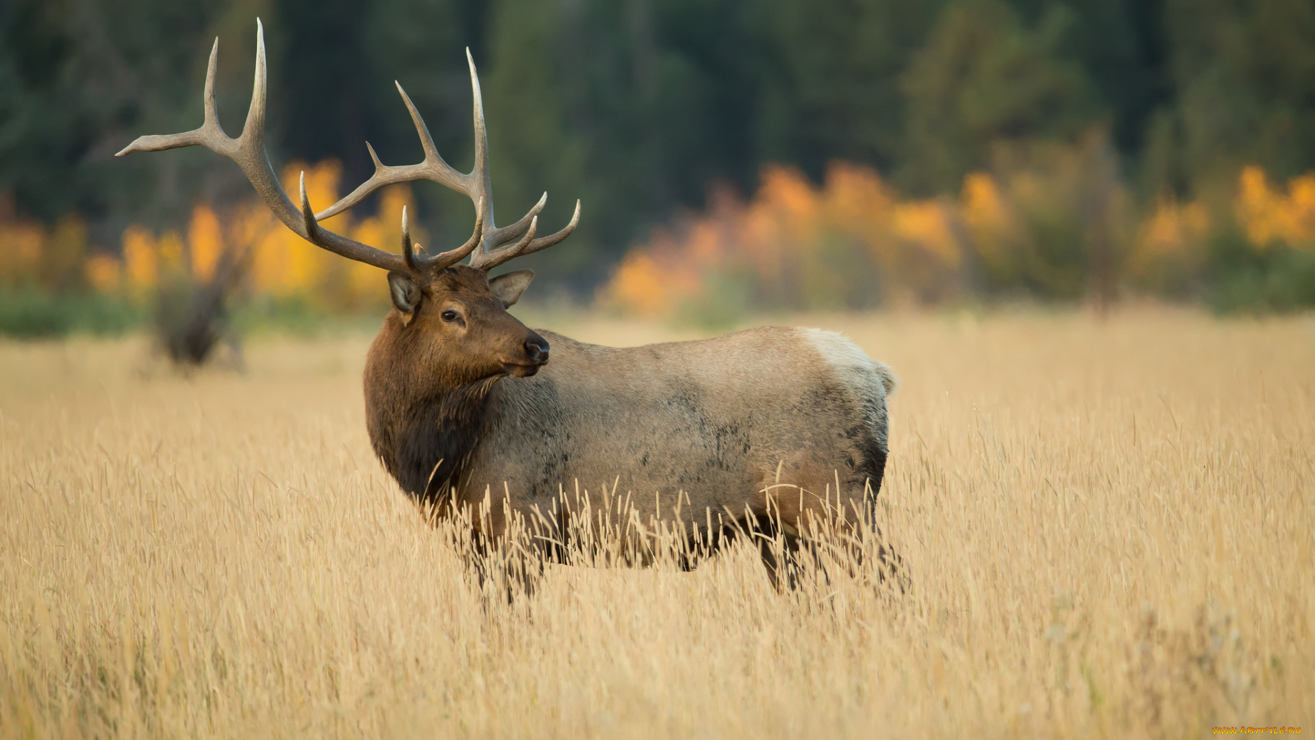животные, олени, рога, олень