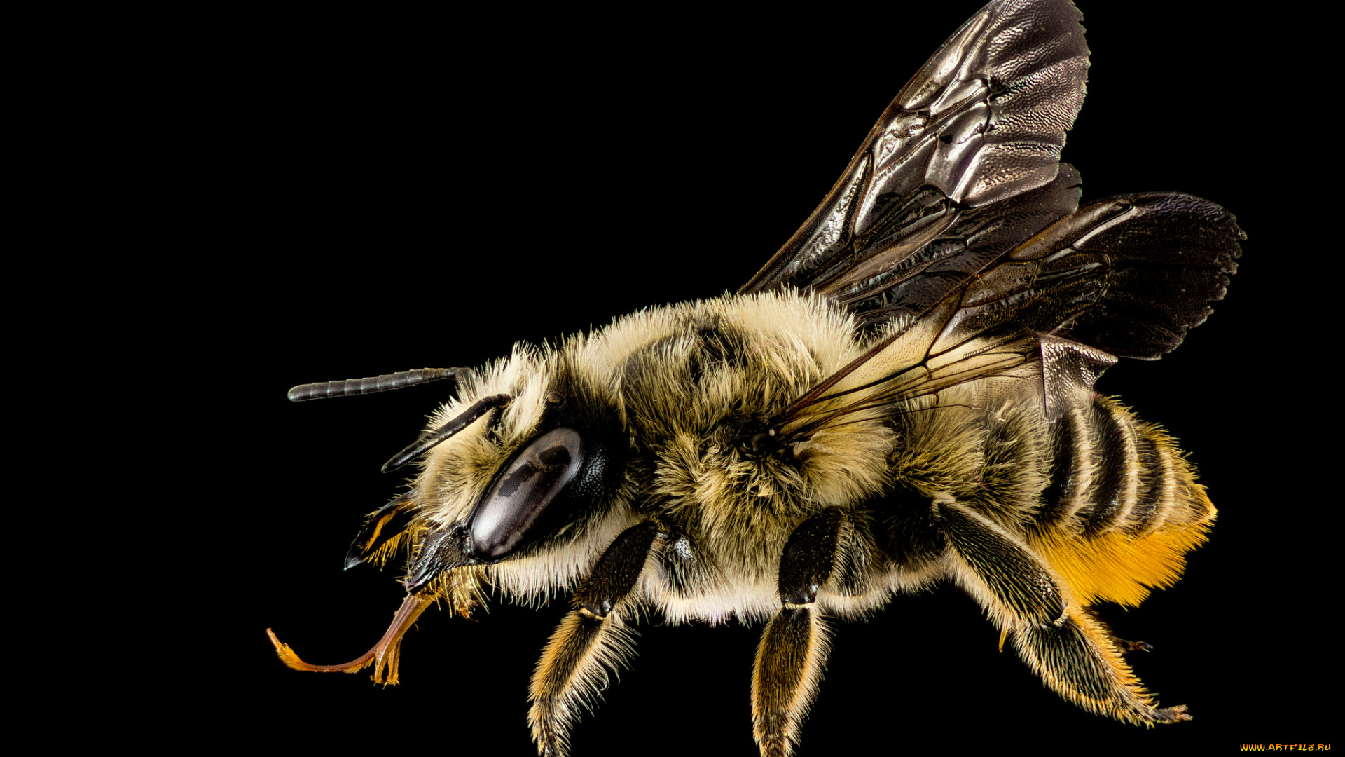 животные, пчелы, , осы, , шмели, пчела