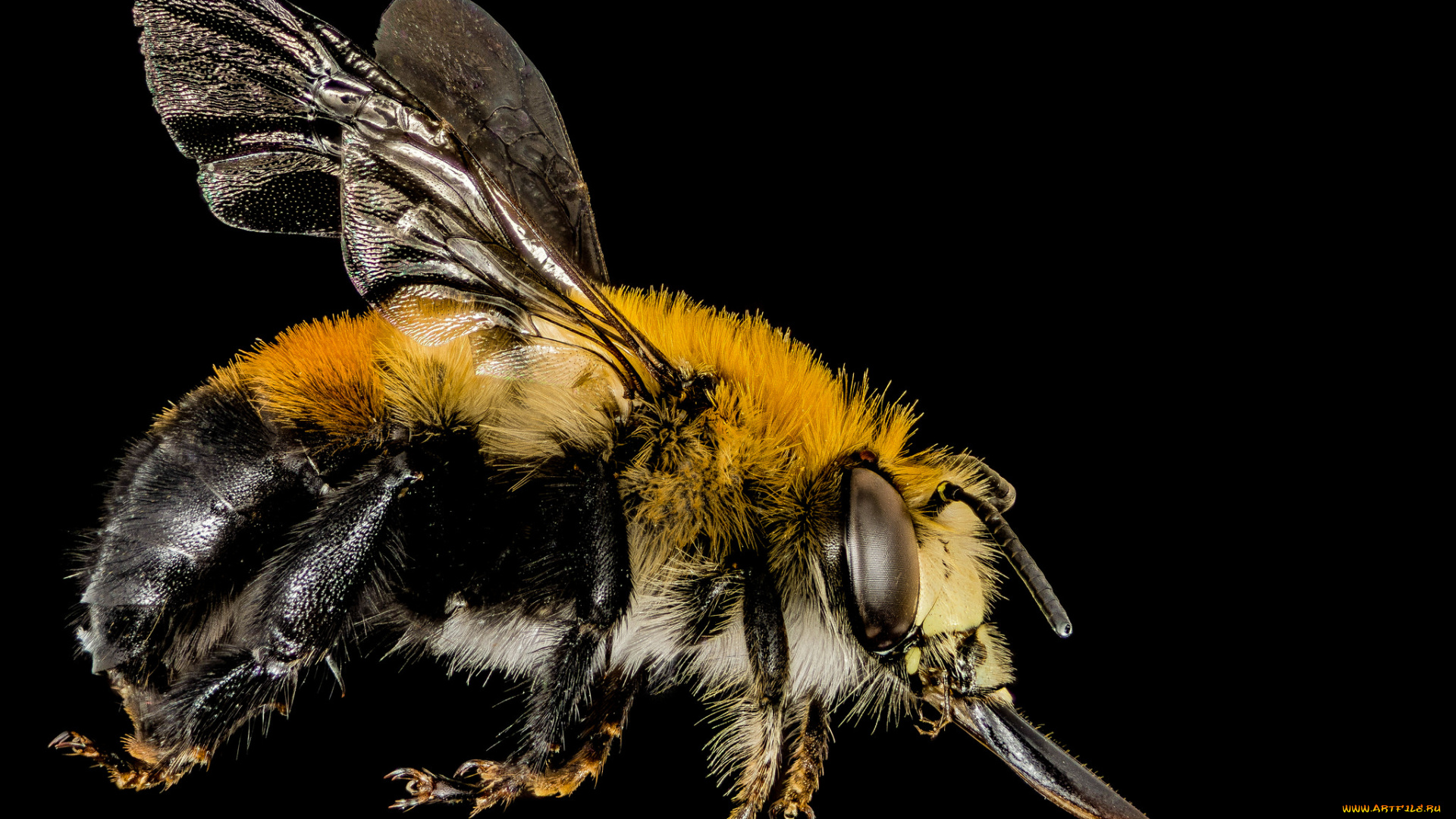 животные, пчелы, , осы, , шмели, пчела