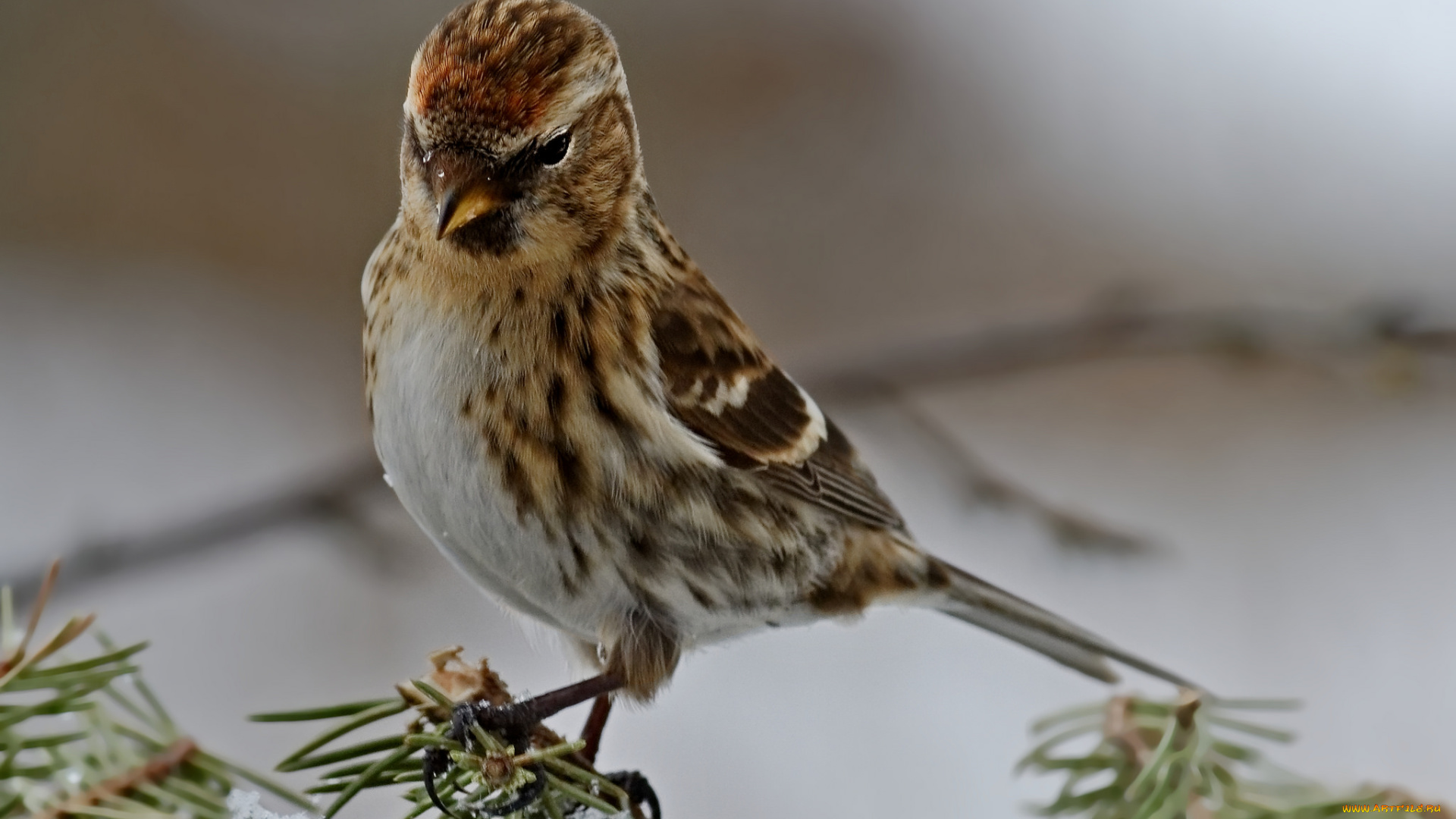 животные, птицы, птичка