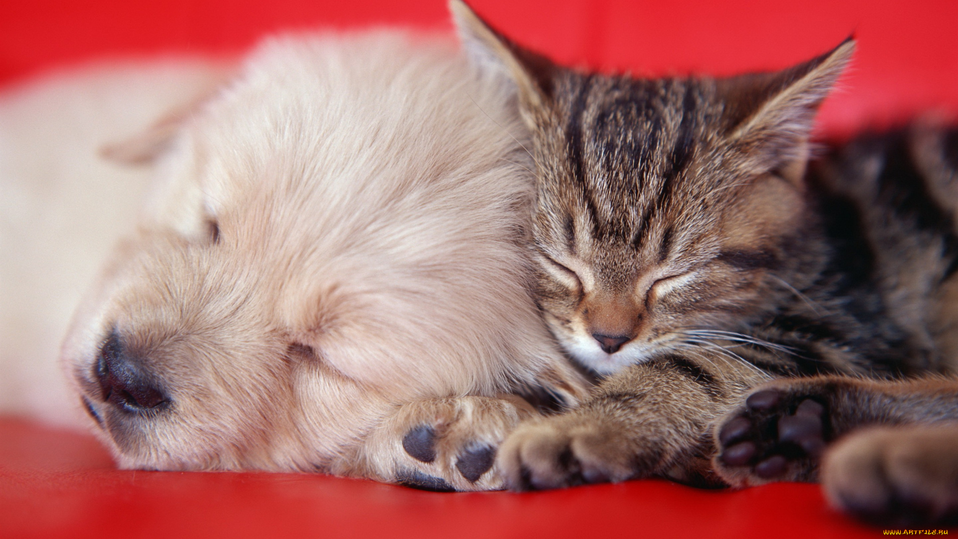 животные, разные, вместе, кошка, друзья, мило, спят, щенок, собака, диван, нитки, пряжа, котенок, красный